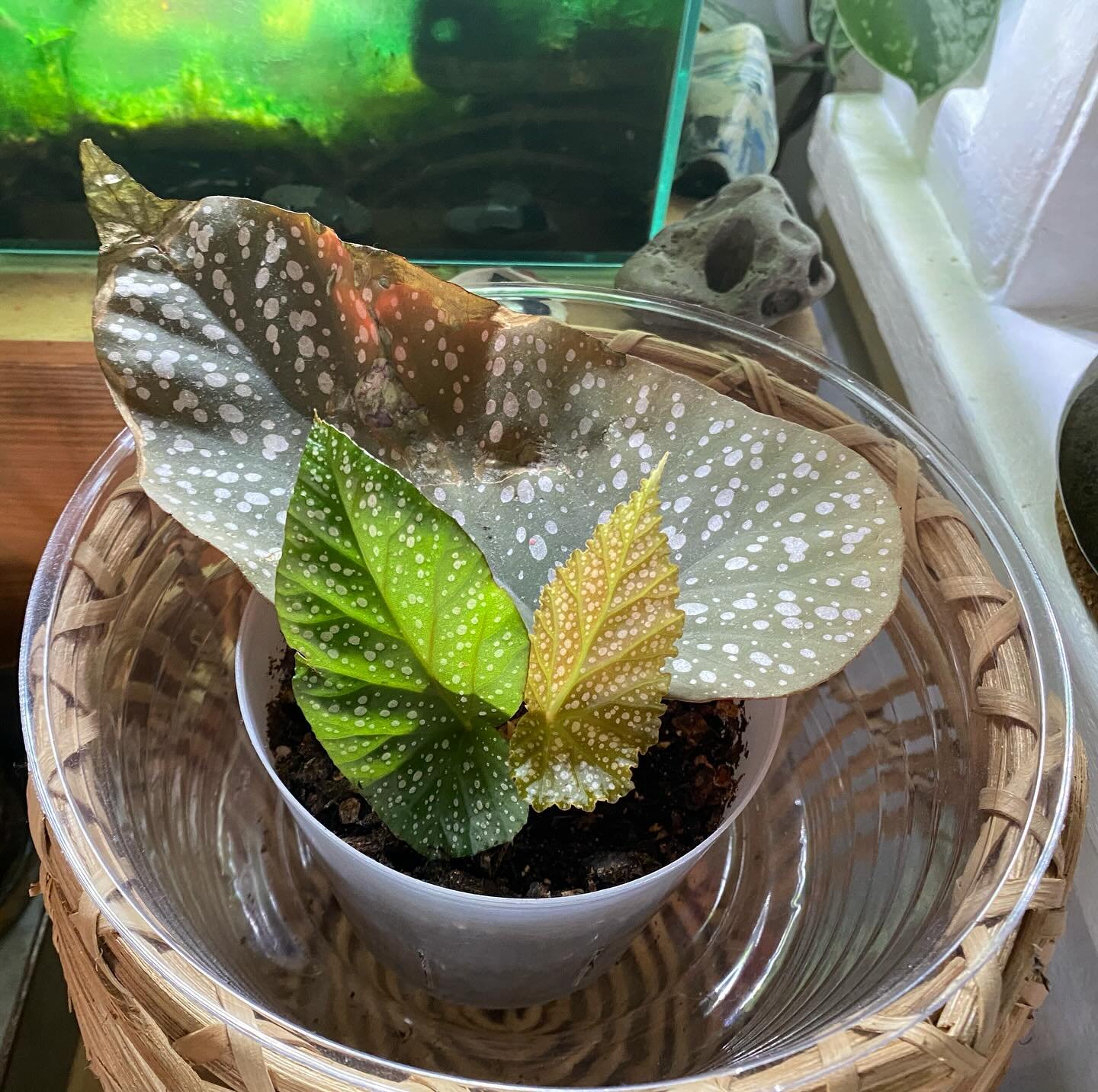 ⚪️ 🌿one of my current plant obsessions is the angel wing begonia 🌿⚪️ I propagated this gorgeous lady from ONE LEAF&hellip; just part of the begonia magic ✨✨✨
#plantnerd #plantlady #tellmeaboutyourplants #propogation #angelwingbegonia #love #obsesse