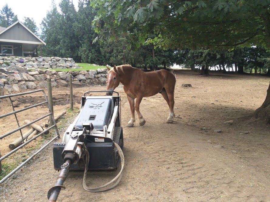 Sampson helping me out during fence renovations.