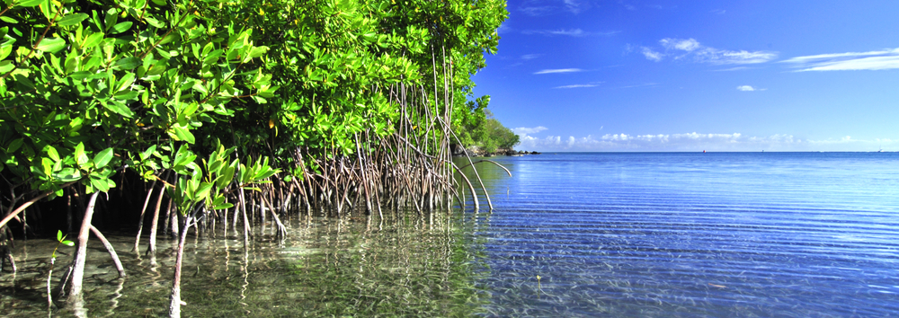 carbon-advantage-slideshow-mangroves.png