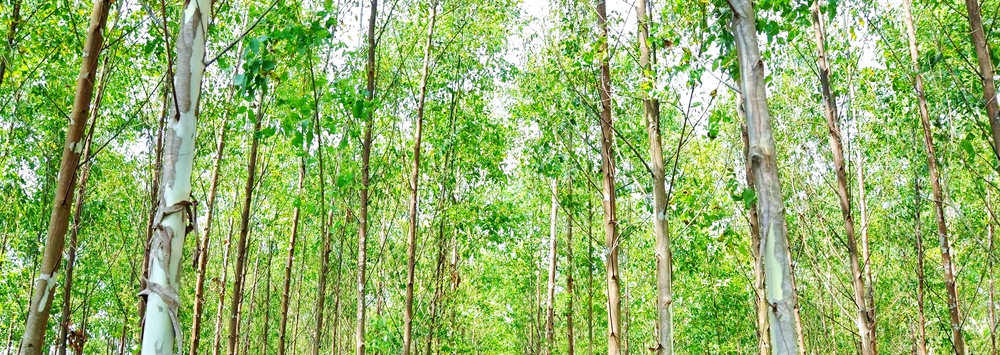 carbon-advantage-slideshow-trees.png