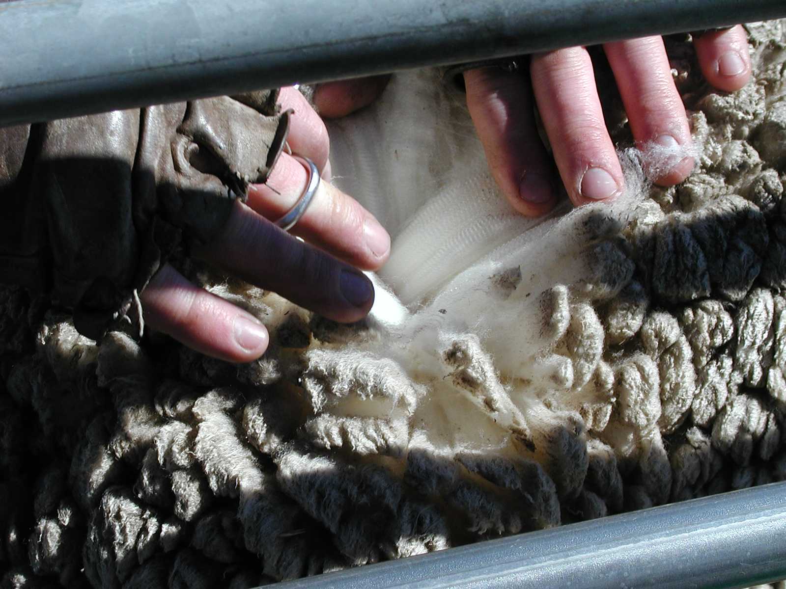 fleece.jpg