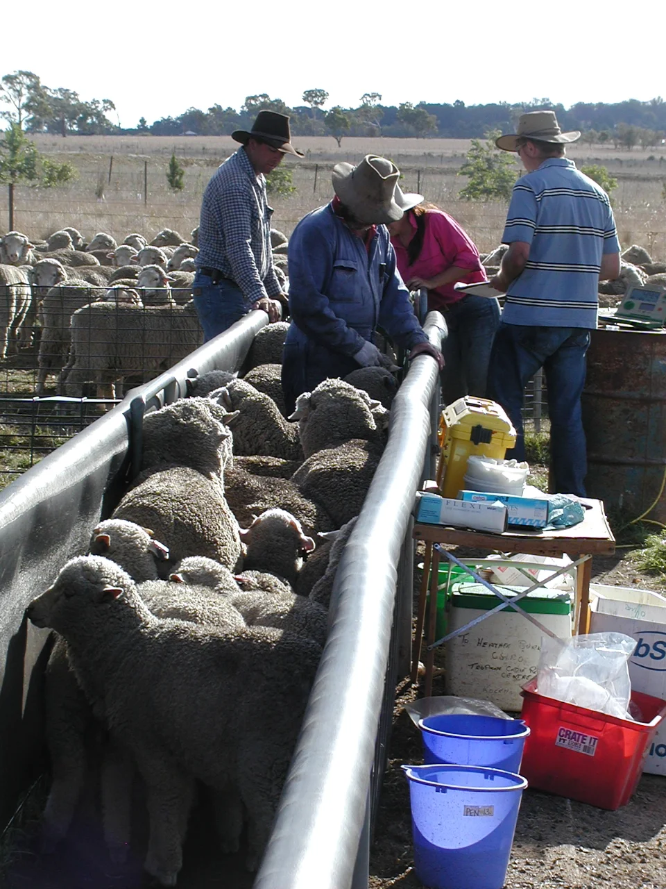 worm-sampling.jpg