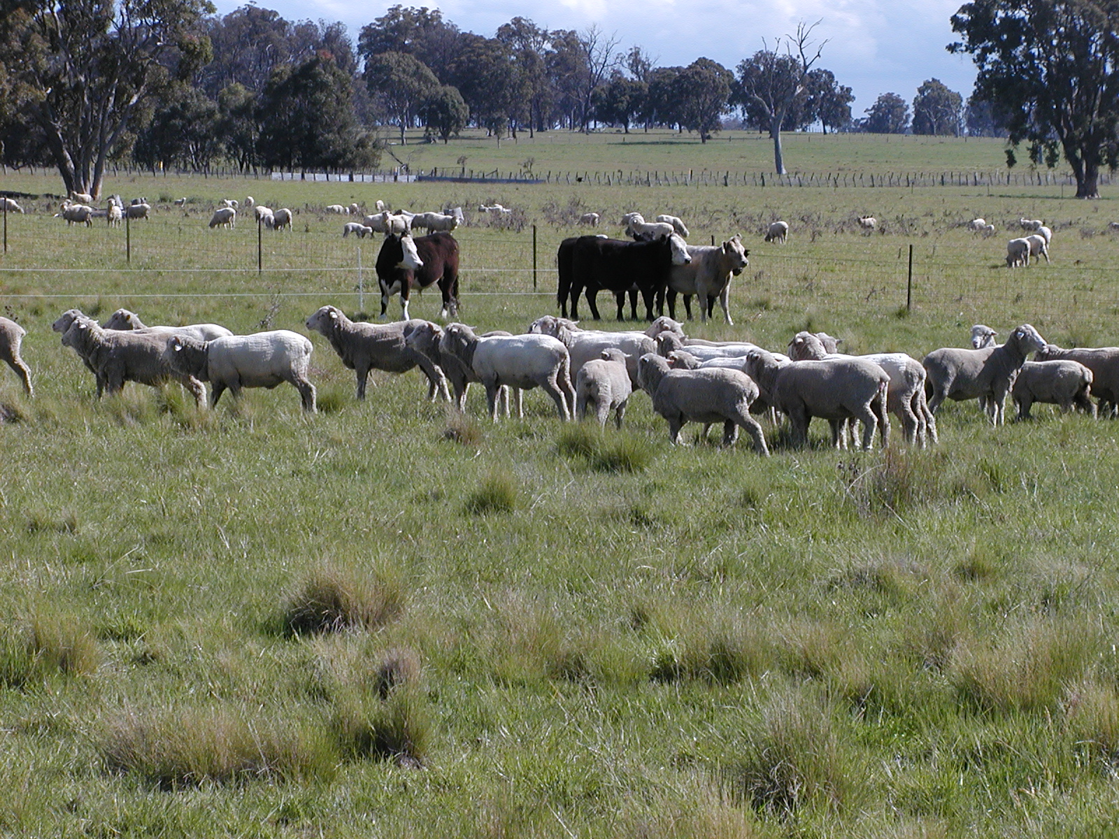 sheep-cattle.JPG