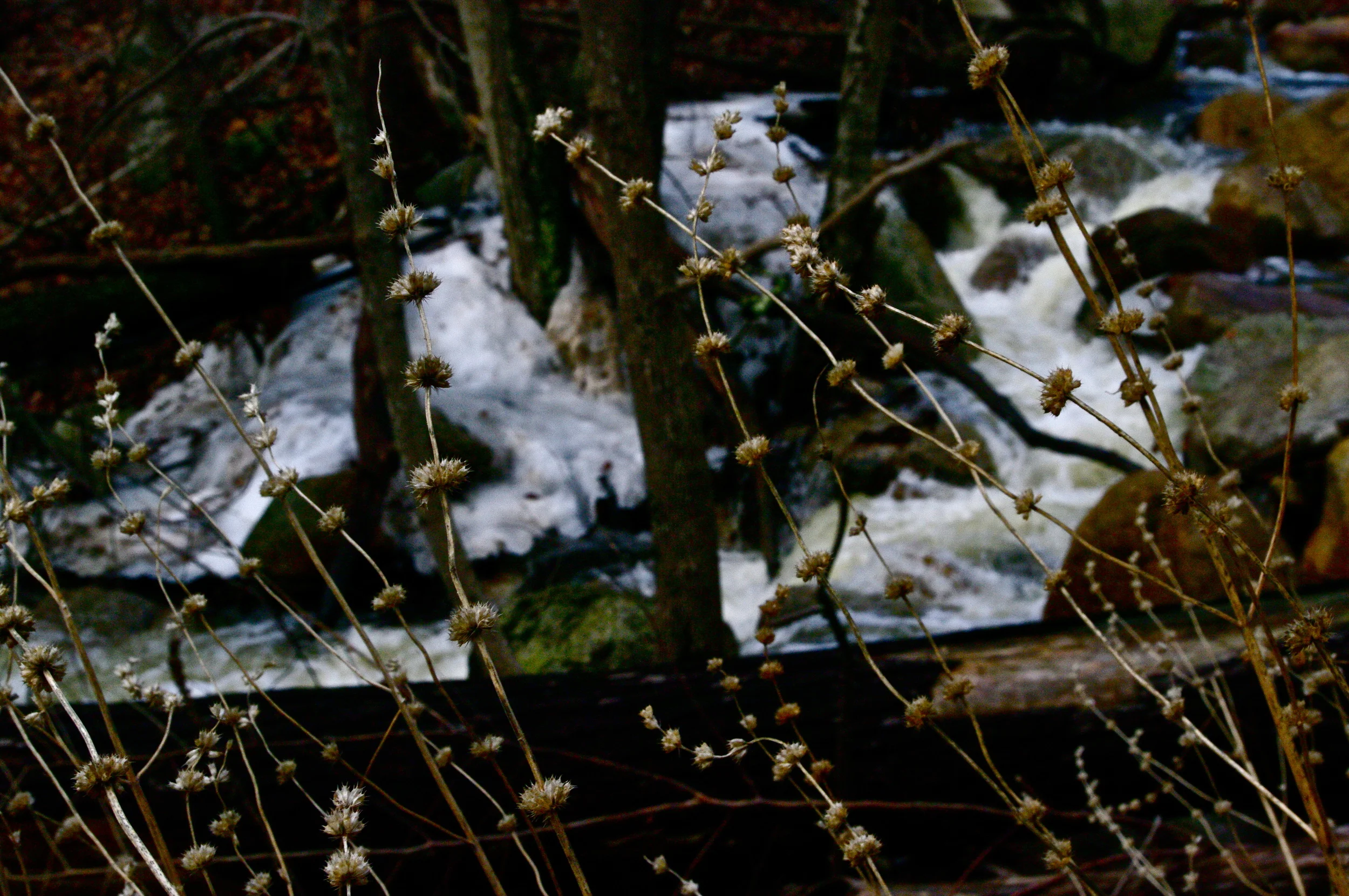 14 Quiet Watcher.JPG