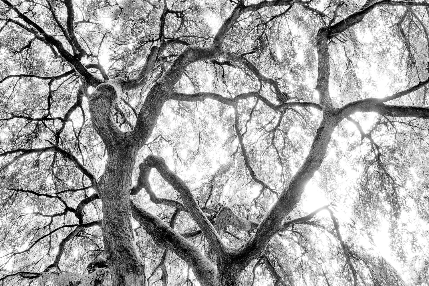 Chance McLaren Photography_Landscape Photography_Scenery-19.jpg