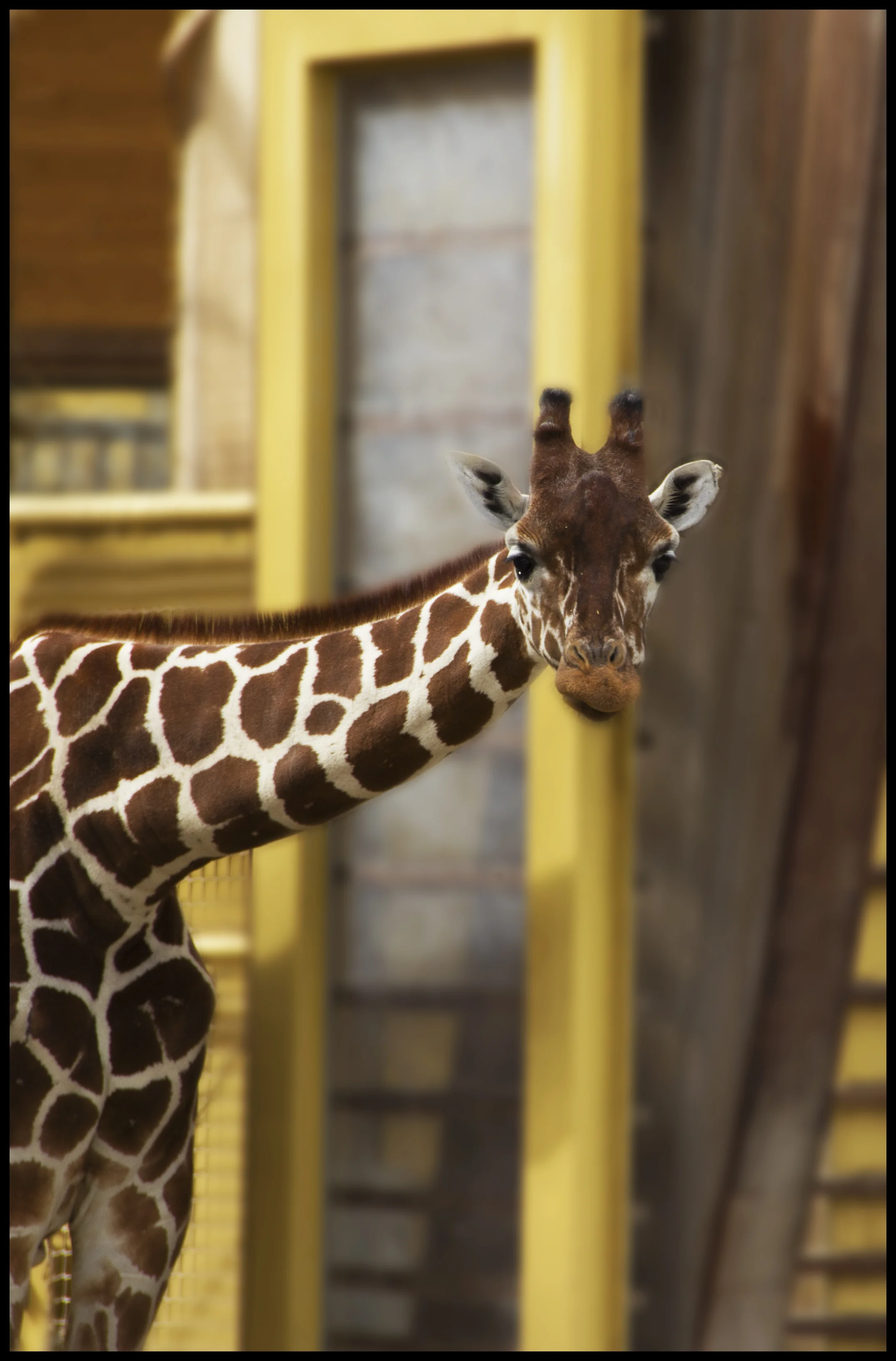 giraffe2.jpg