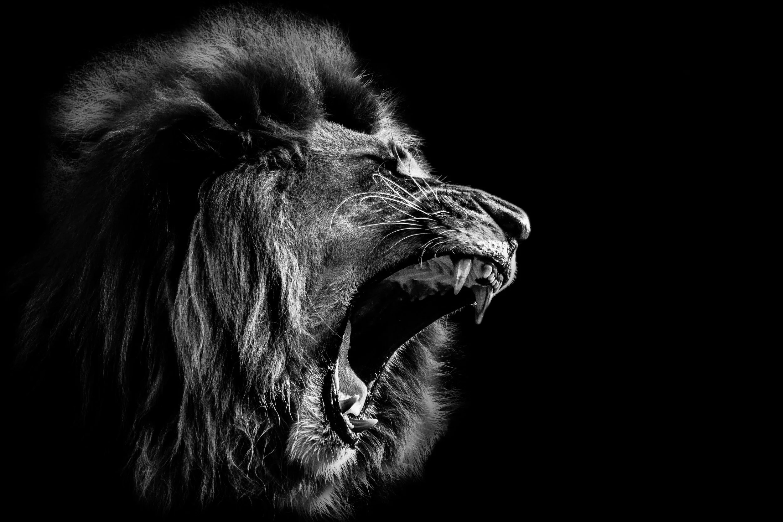 lionhead_black_white.jpg