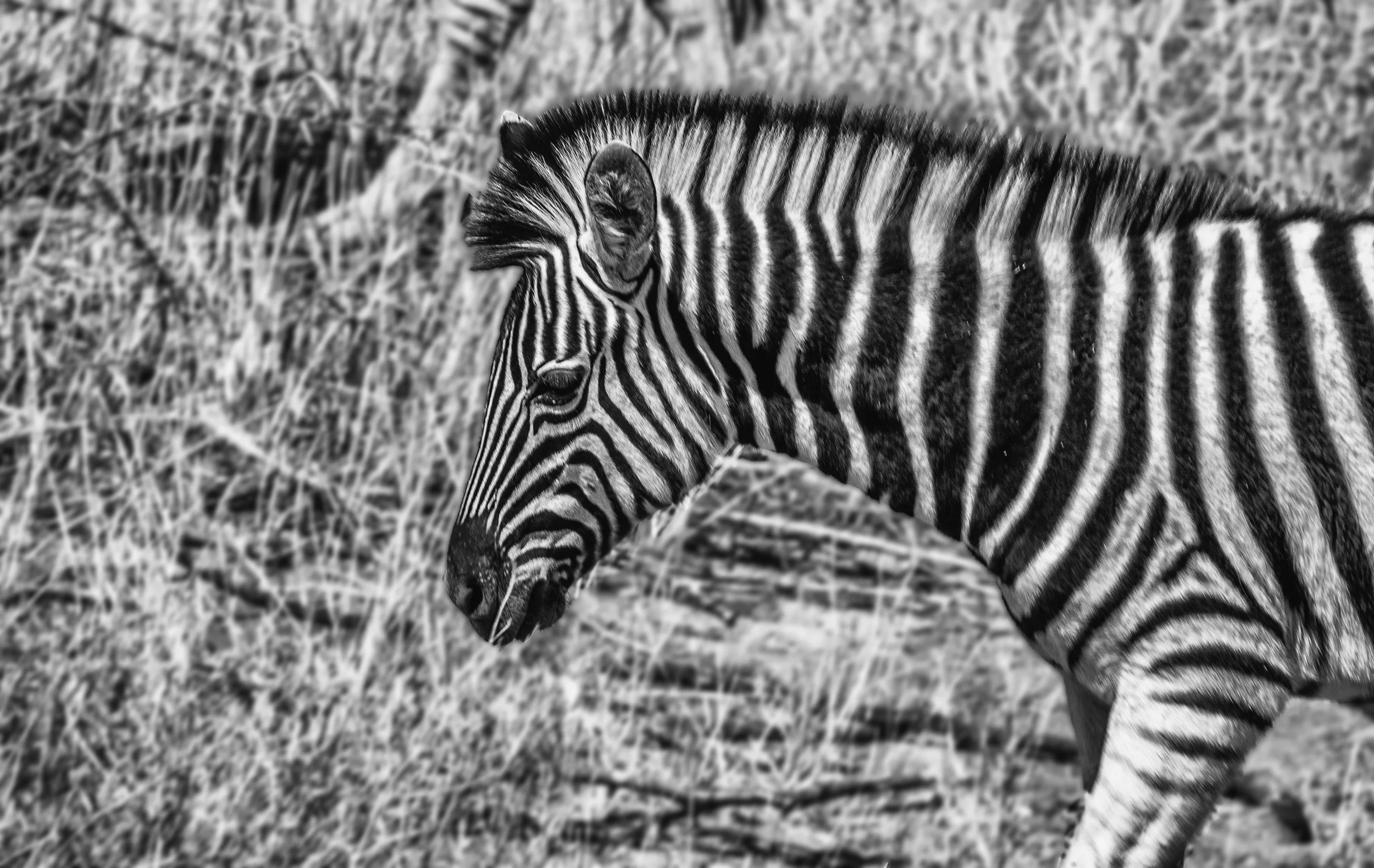 IMG_8494-Edit.jpg