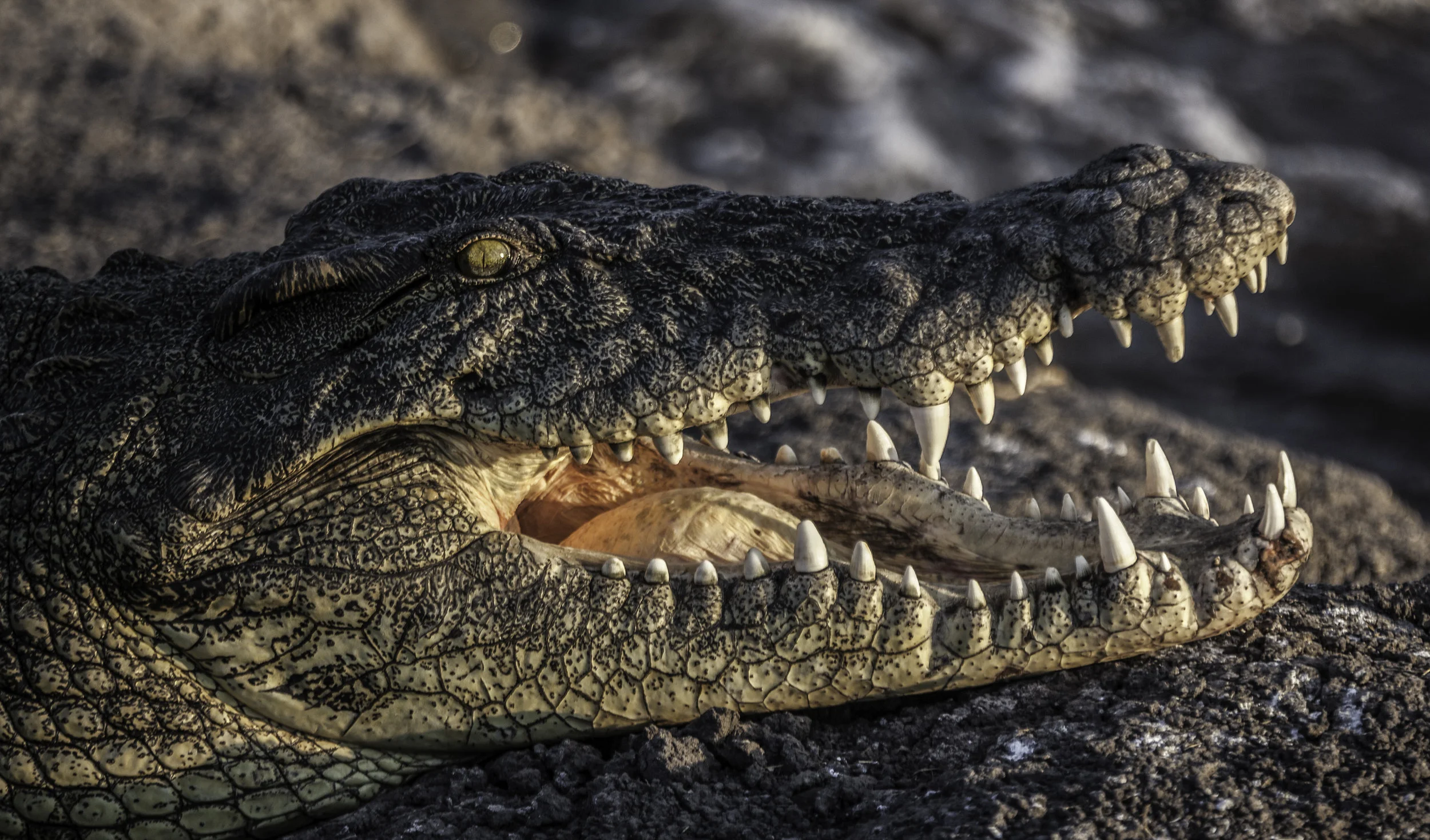 croc.jpg
