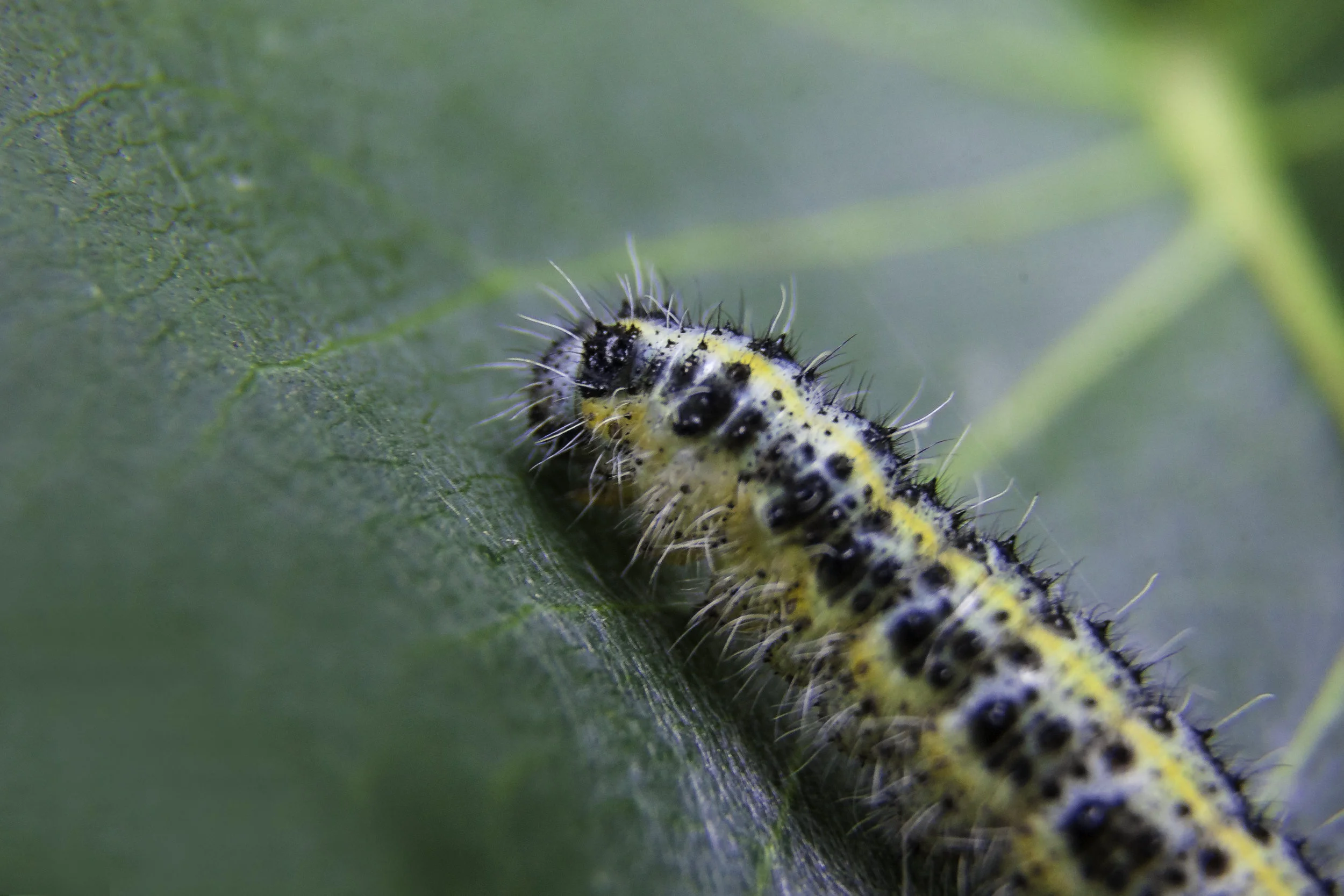 catterpillar.jpg