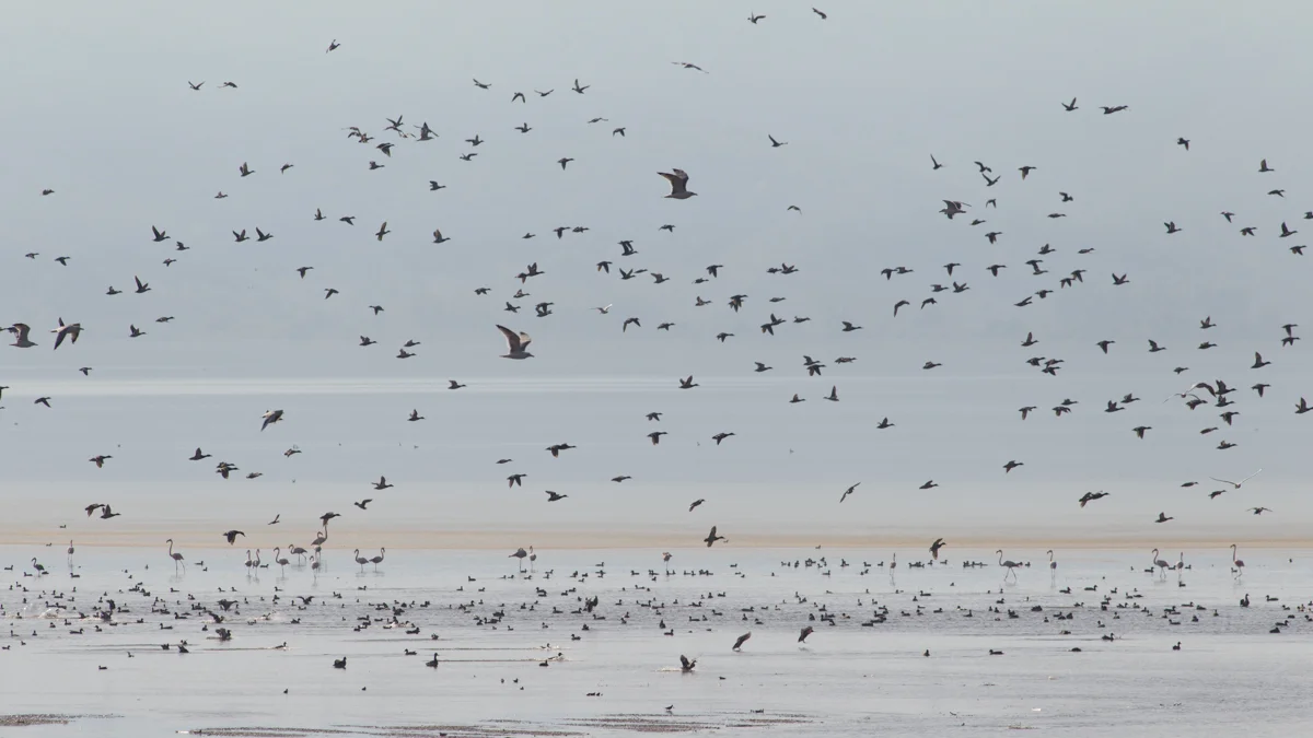 birdlife photographed during our autumn 5 day wildlife and bird photography tour of Lake Kerkini