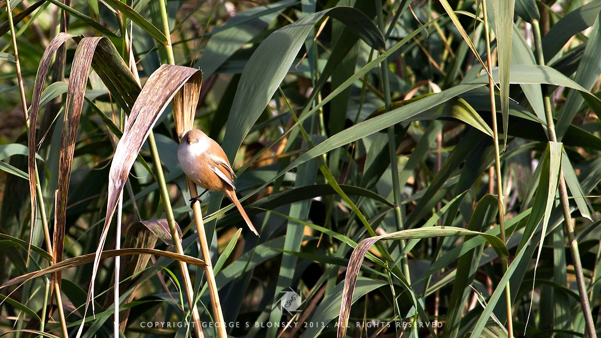Female Bearded Tit photographed during our 5 day photography tour of Lake Kerkini
