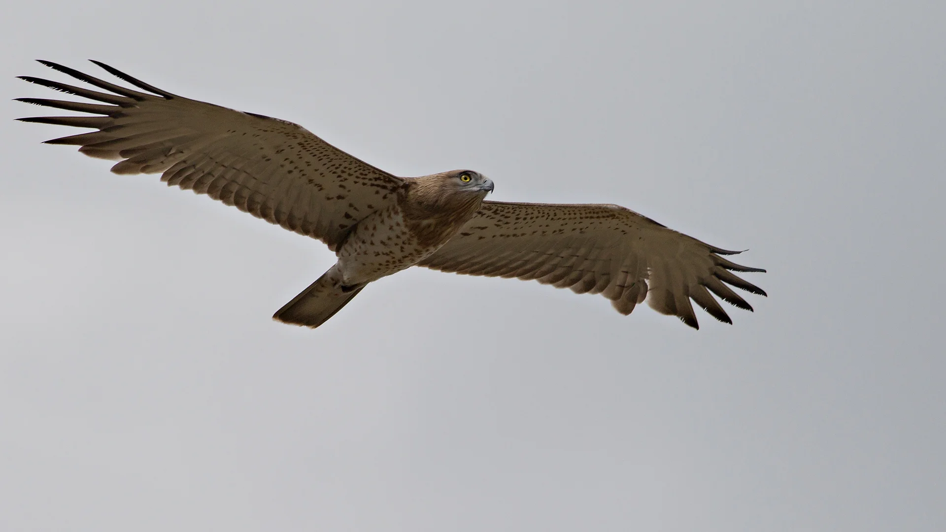 short-toed eagle photographed during wildlife and bird photography workshop in Lake Kerkini Greece