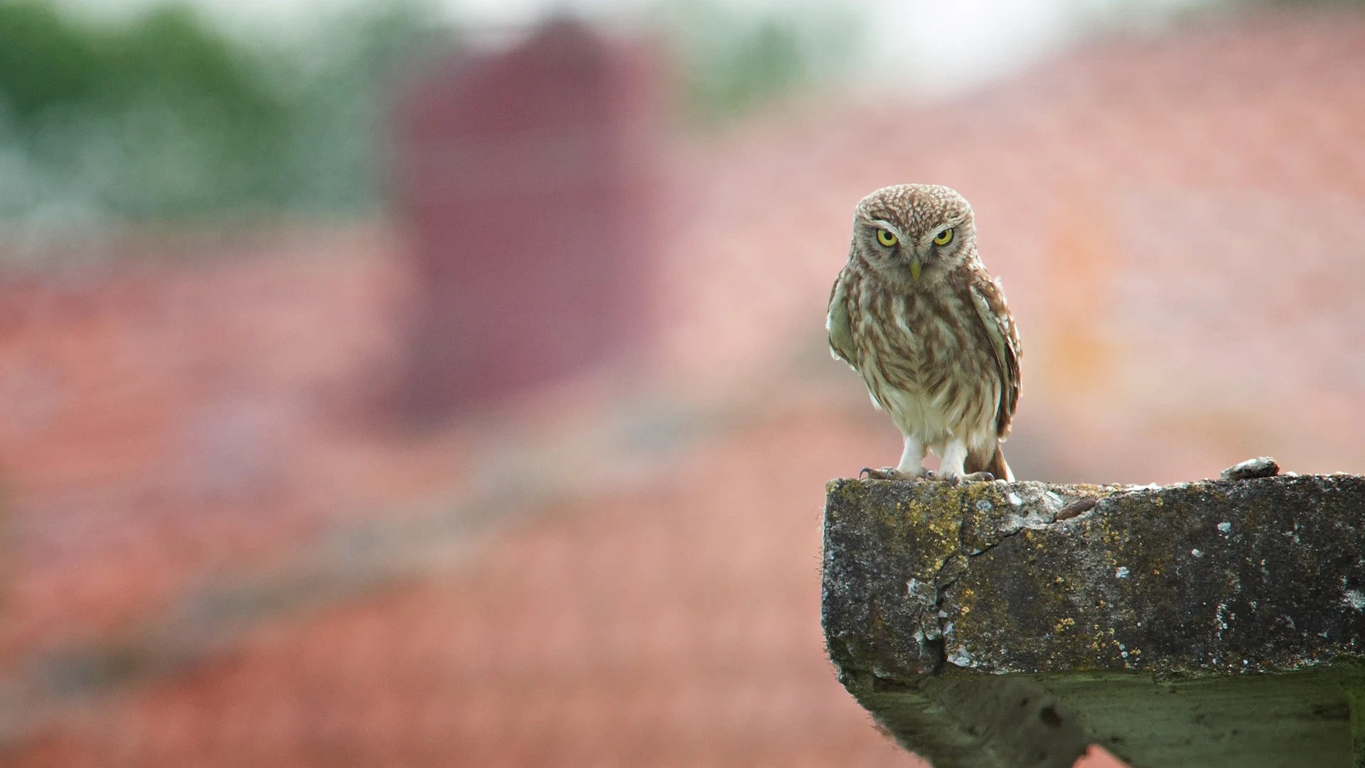 little owl, athena noctua, photographed during wildlife and bird photography workshop and tour of Lake Kerkini in Greece