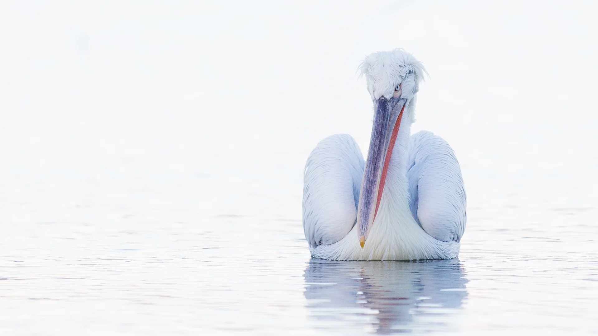 Dalmatian Pelican photographed during 7 day wildlife and bird photography workshop and tour of Lake Kerkini in Greece