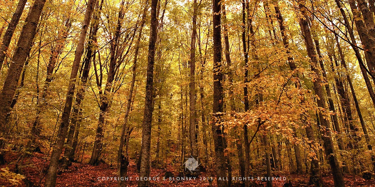 The autumn colours of the Nymfaio forest photographed during our recent autumn landscape photography tour of Meteora and Northern Pindos