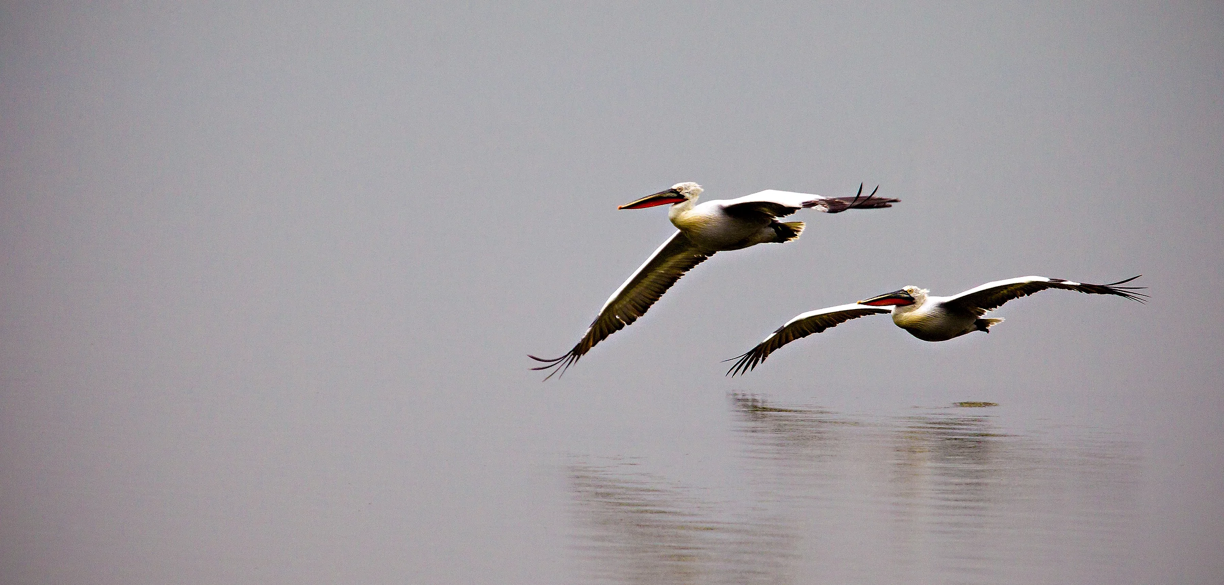 Dalmatian Pelicans in flight over lake Kerkini photographed during one of our landscape, wildlife and bird photography workshops in Greece.