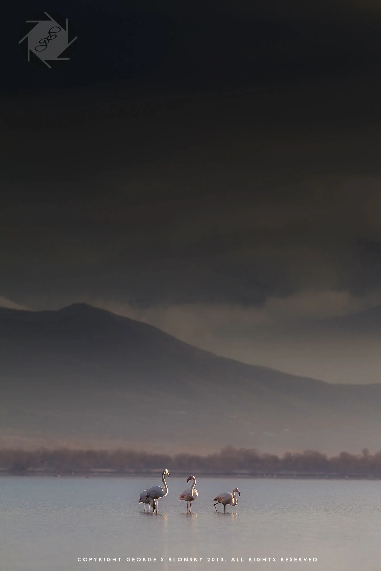 Flamingos on Lake Kerkini during one of our winter landscape and wildlife photography workshops and tours of Lake Kerkini
