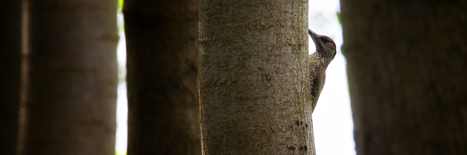 Green Woodpecker photographed during one of our wildlife and bird photography workshops and tours of Lake Kerkini
