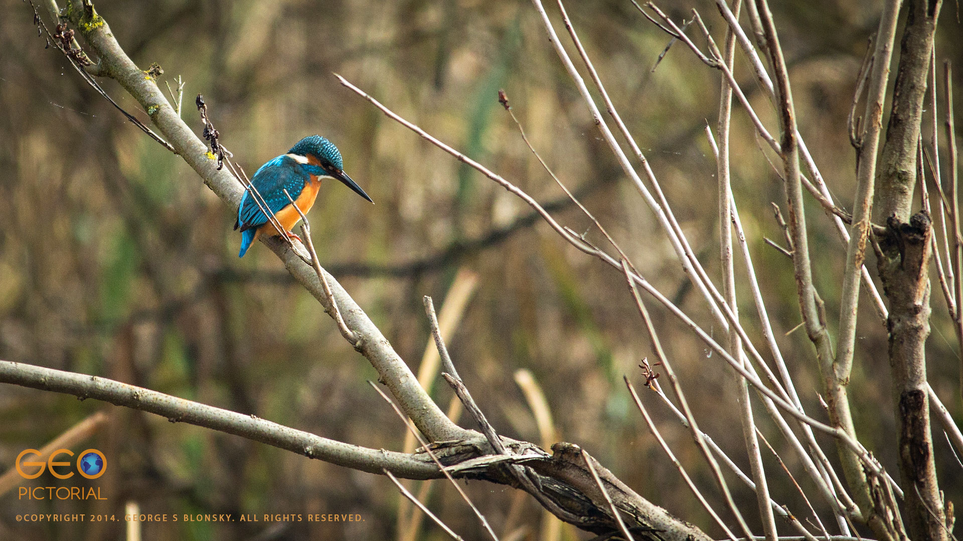 Kingfisher