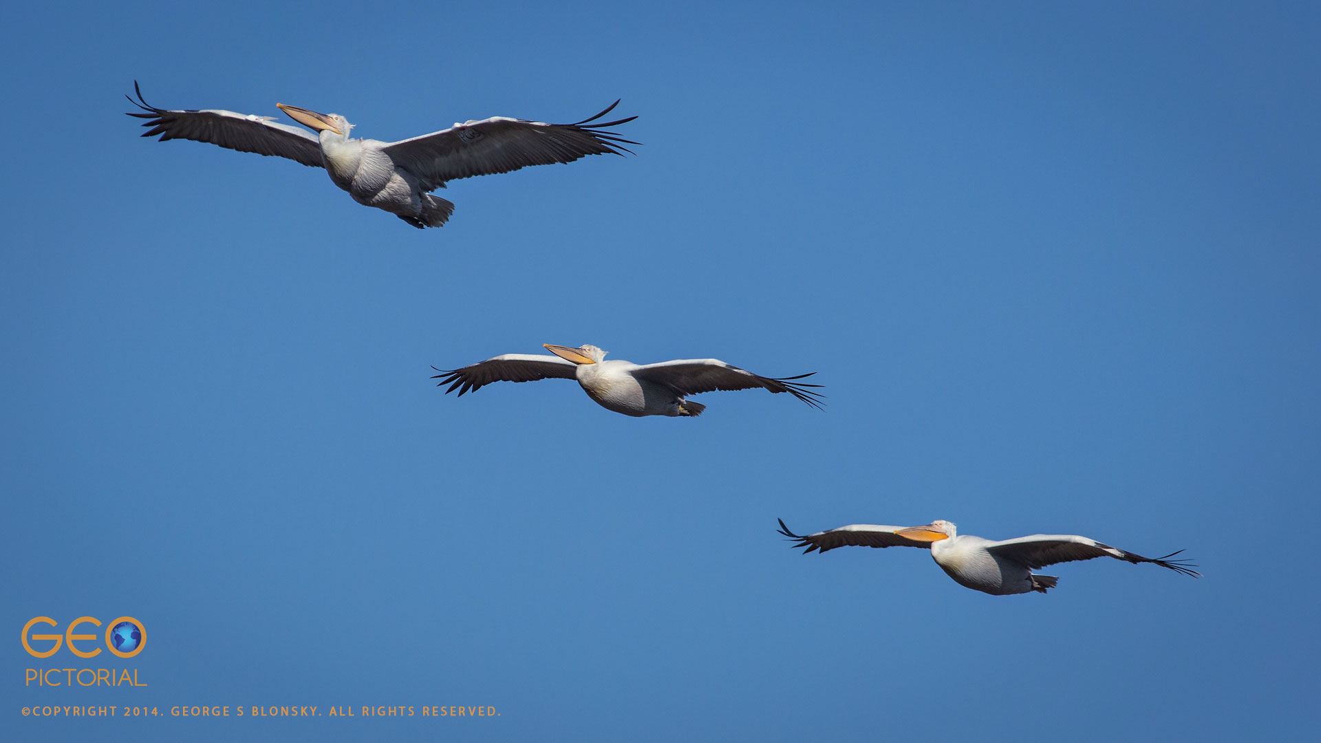 Dalmatian Pelicans