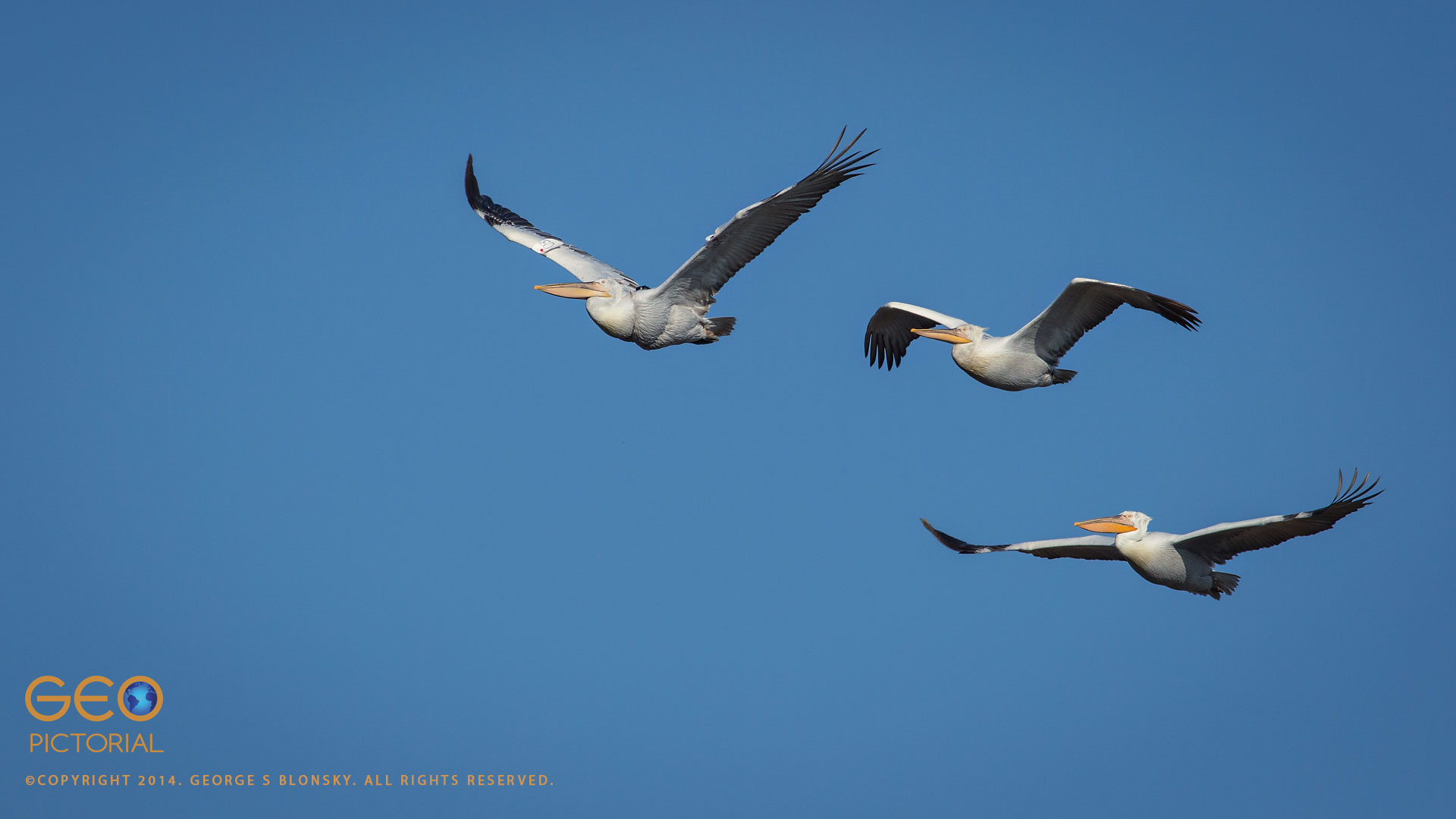 Dalmatian Pelicans