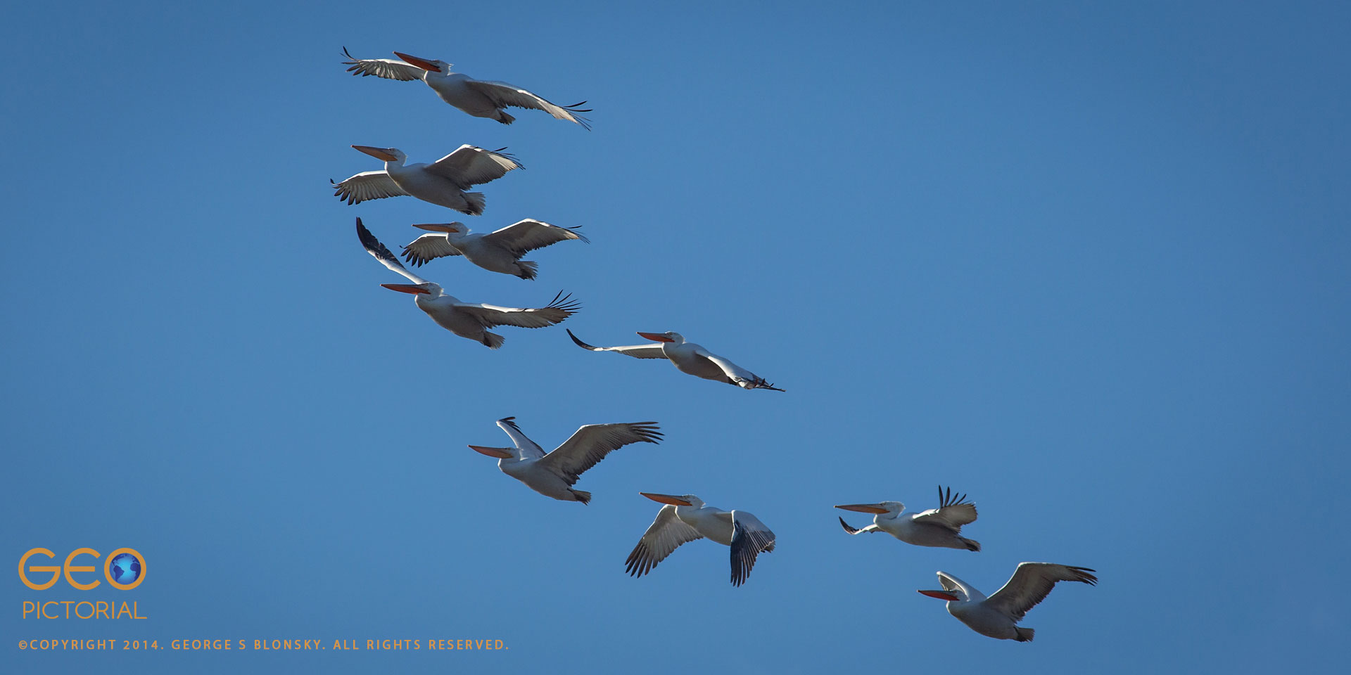 Dalmatian Pelicans