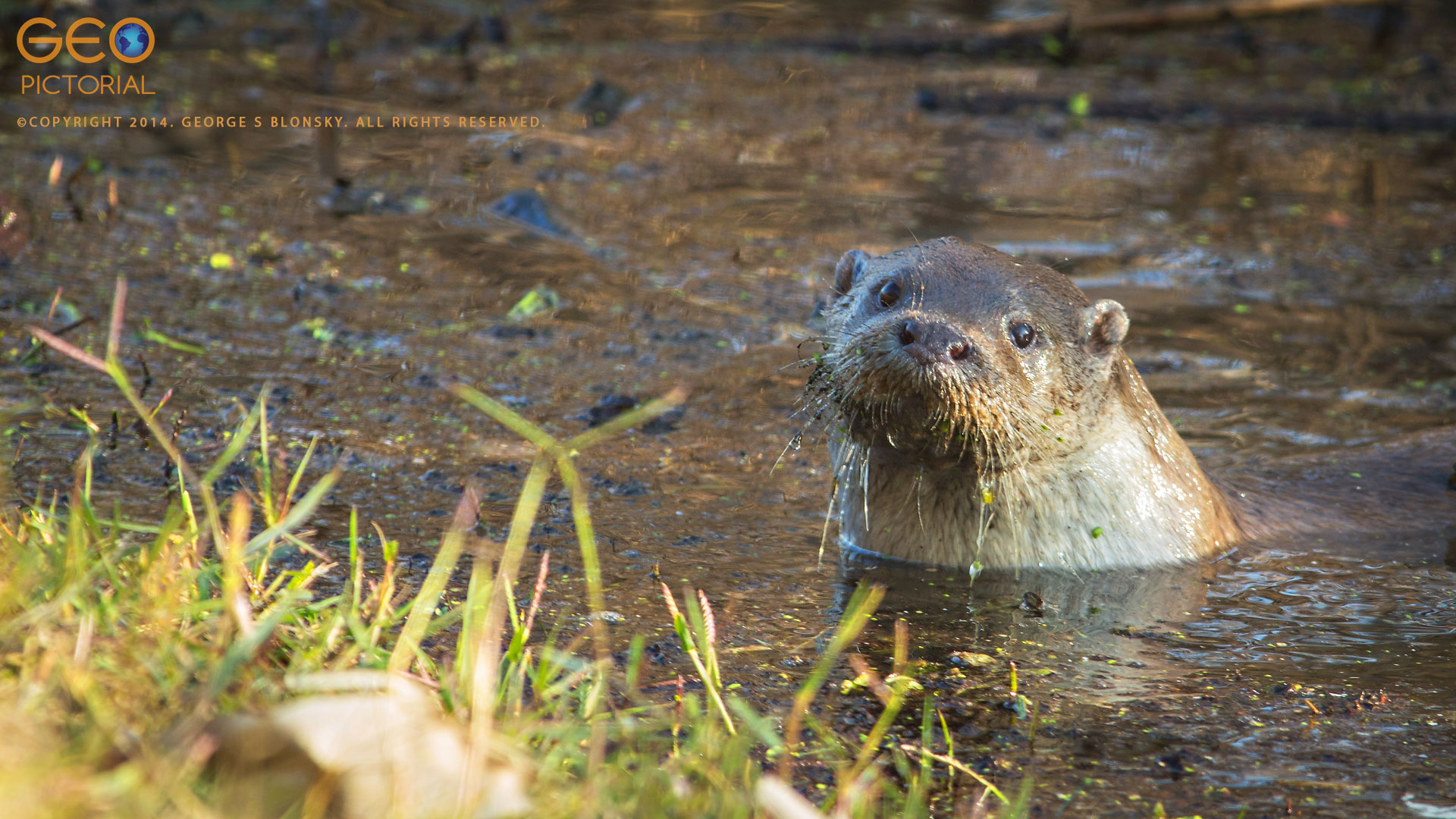 Eurasian Otter