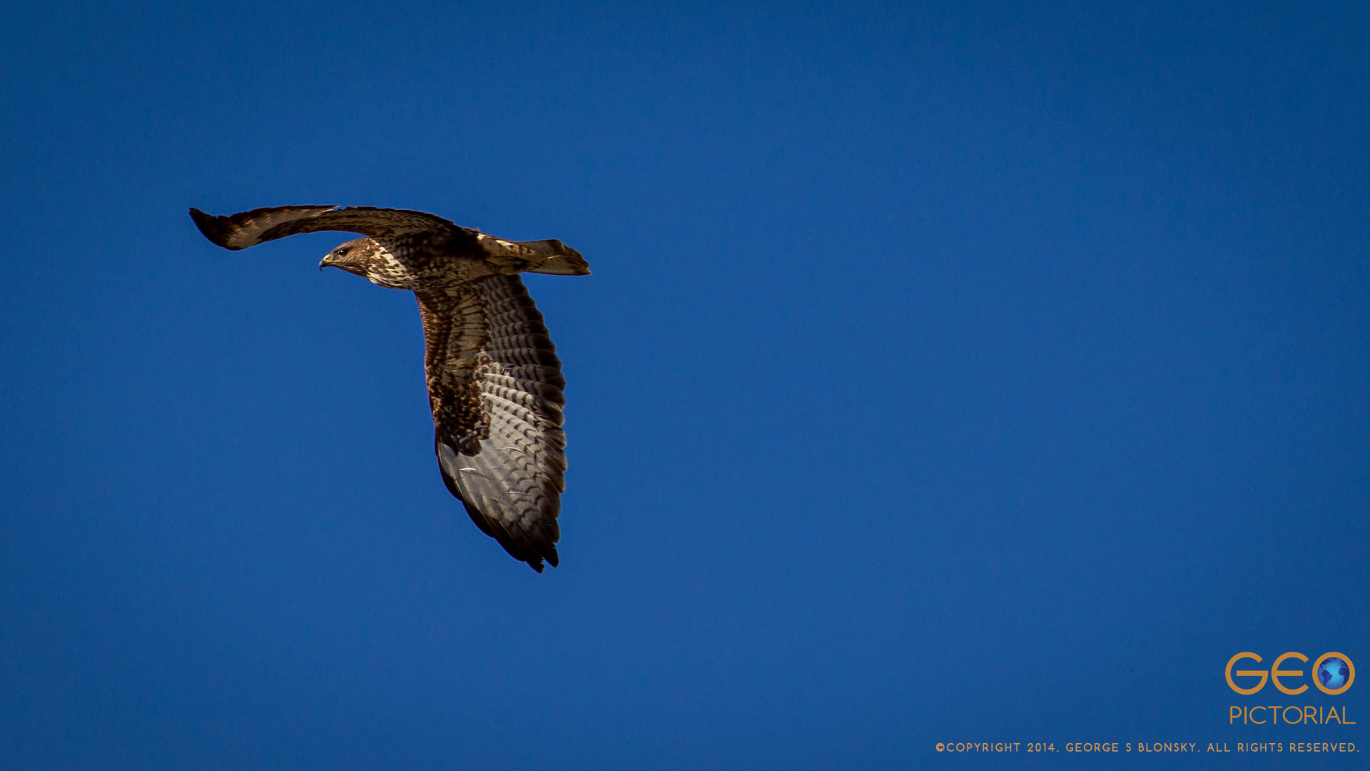 Common Buzzard