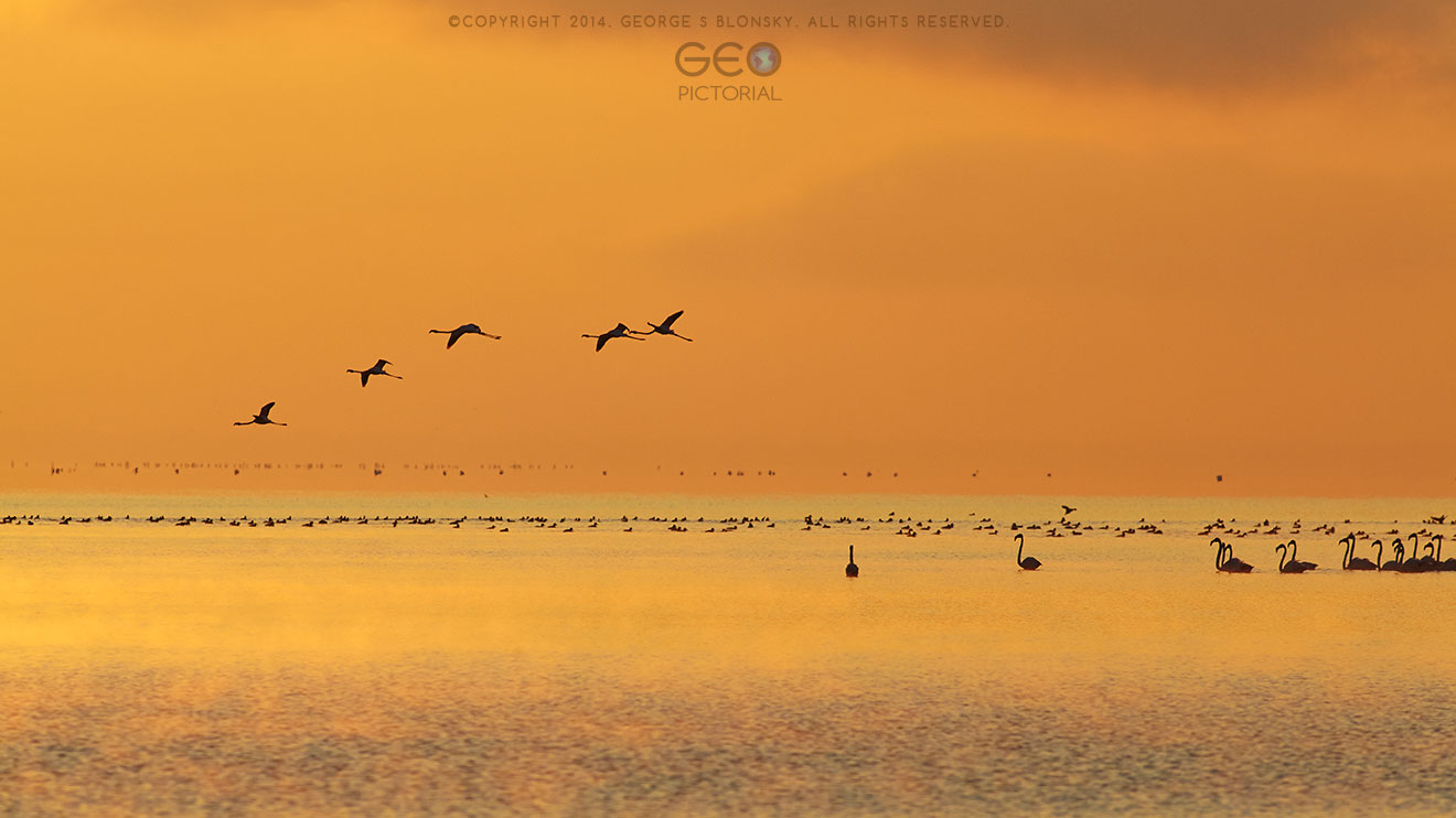Flamingos