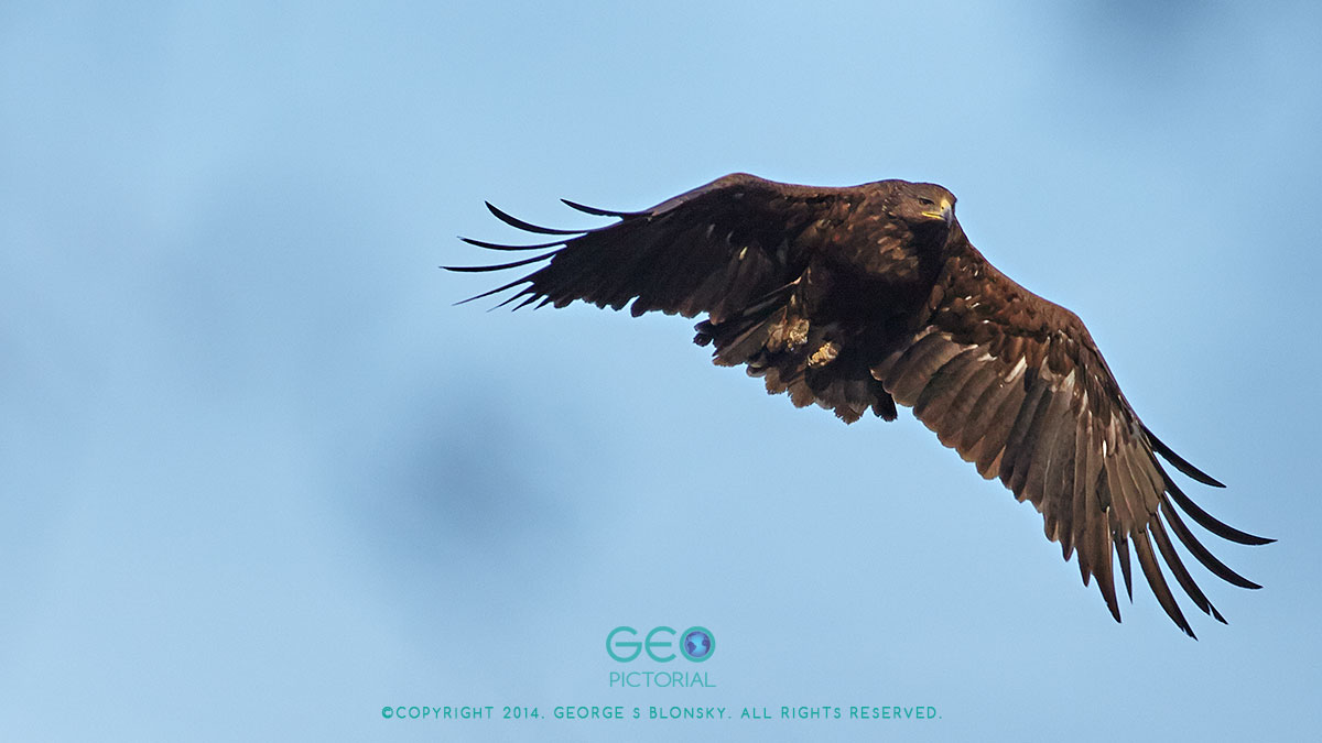 Greater Spotted Eagle
