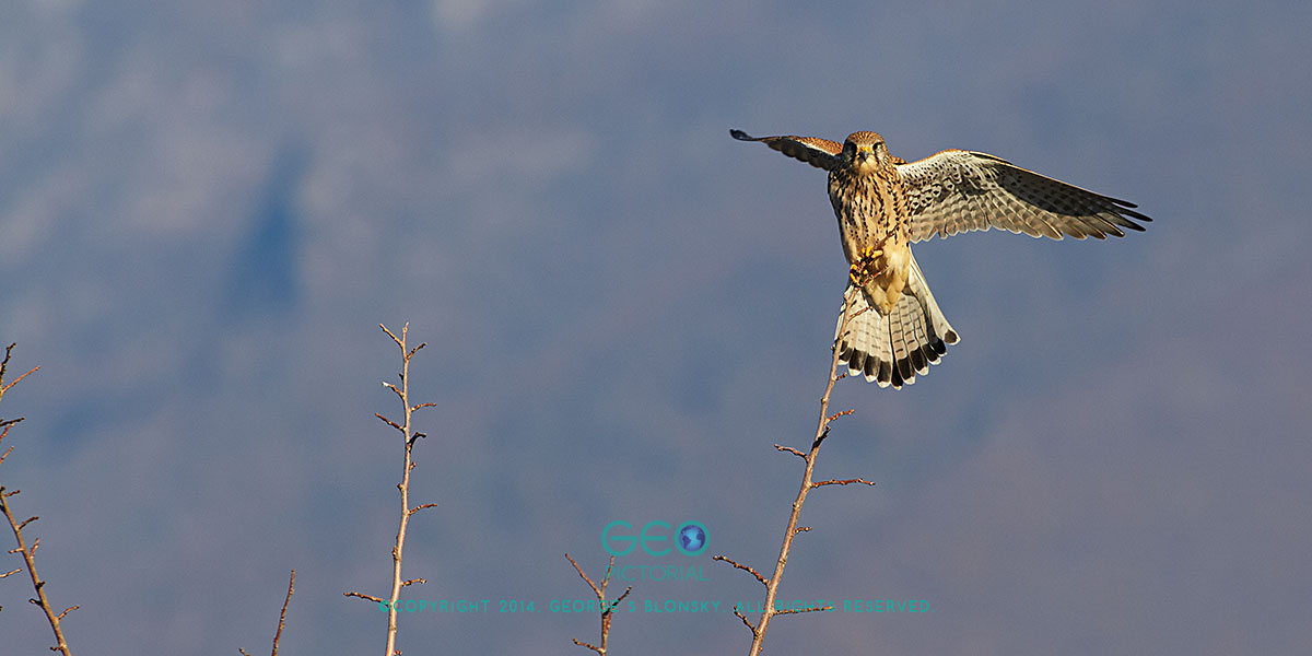 Common Kestrel