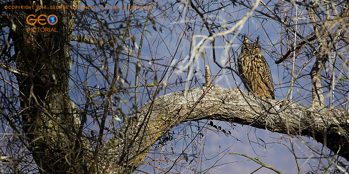 Eagle Owl
