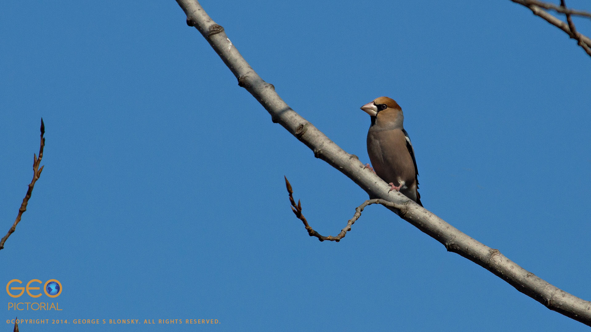 Hawfinch
