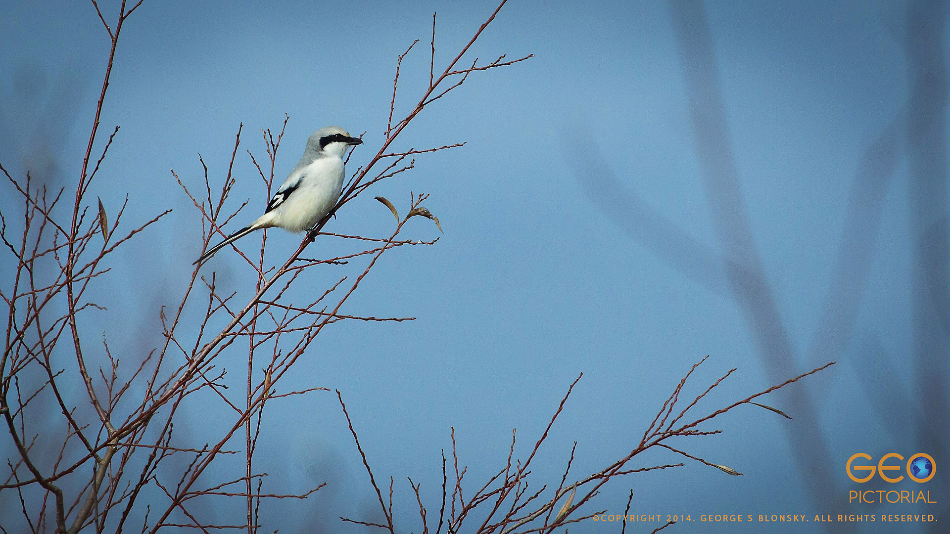 Great Grey Shrike