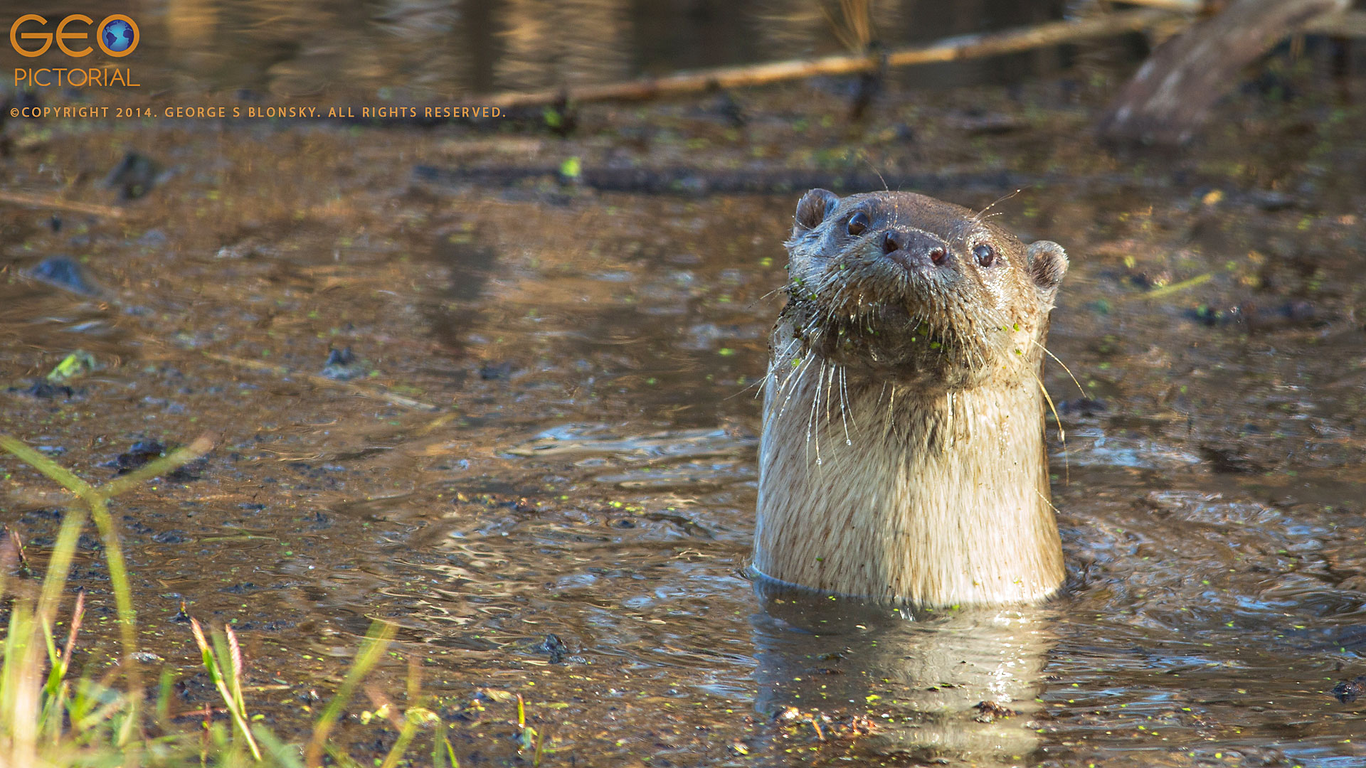 Eurasian Otter