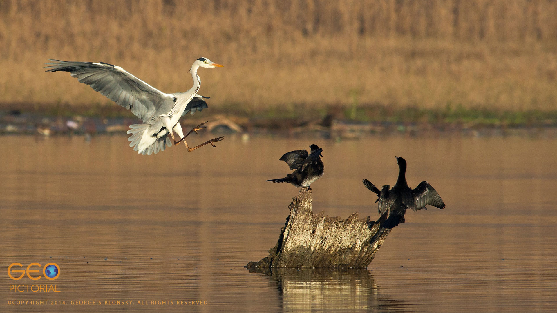 Grey Heron & Pygmy Cormorants