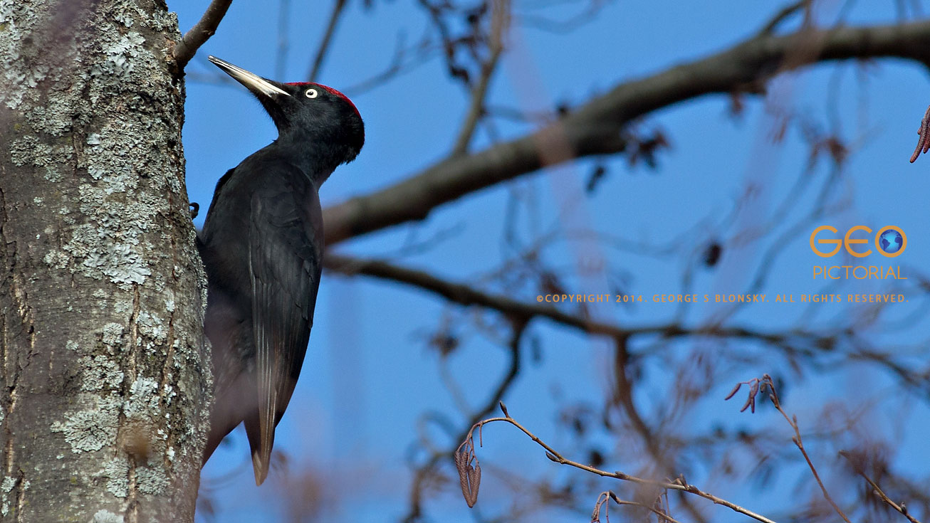 Black Woodpecker