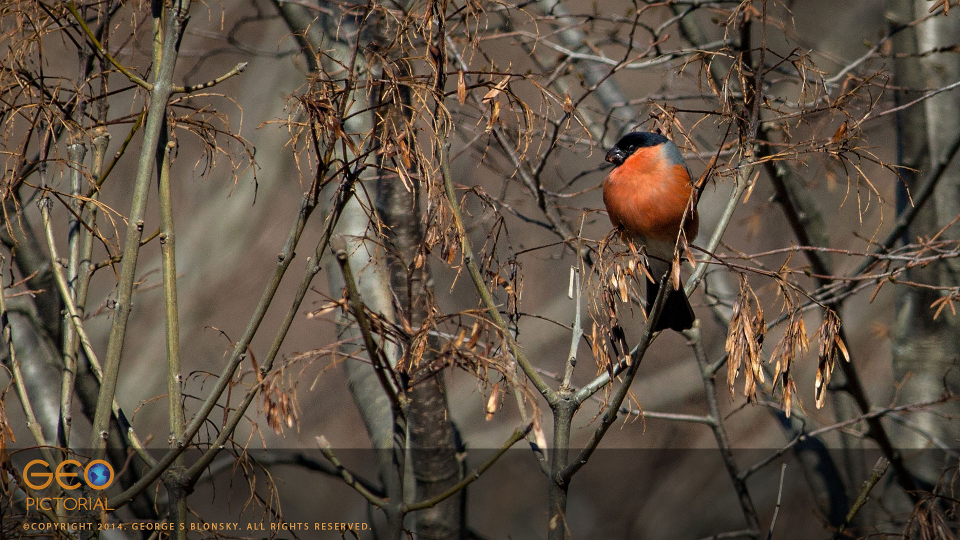 Bullfinch