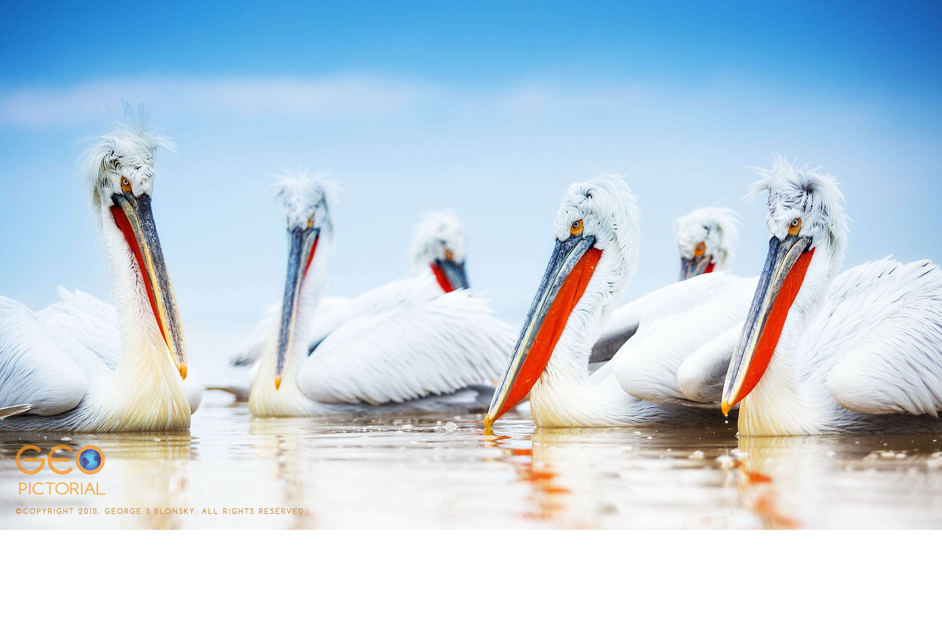 Dalmatian Pelicans at Lake Kerkini.