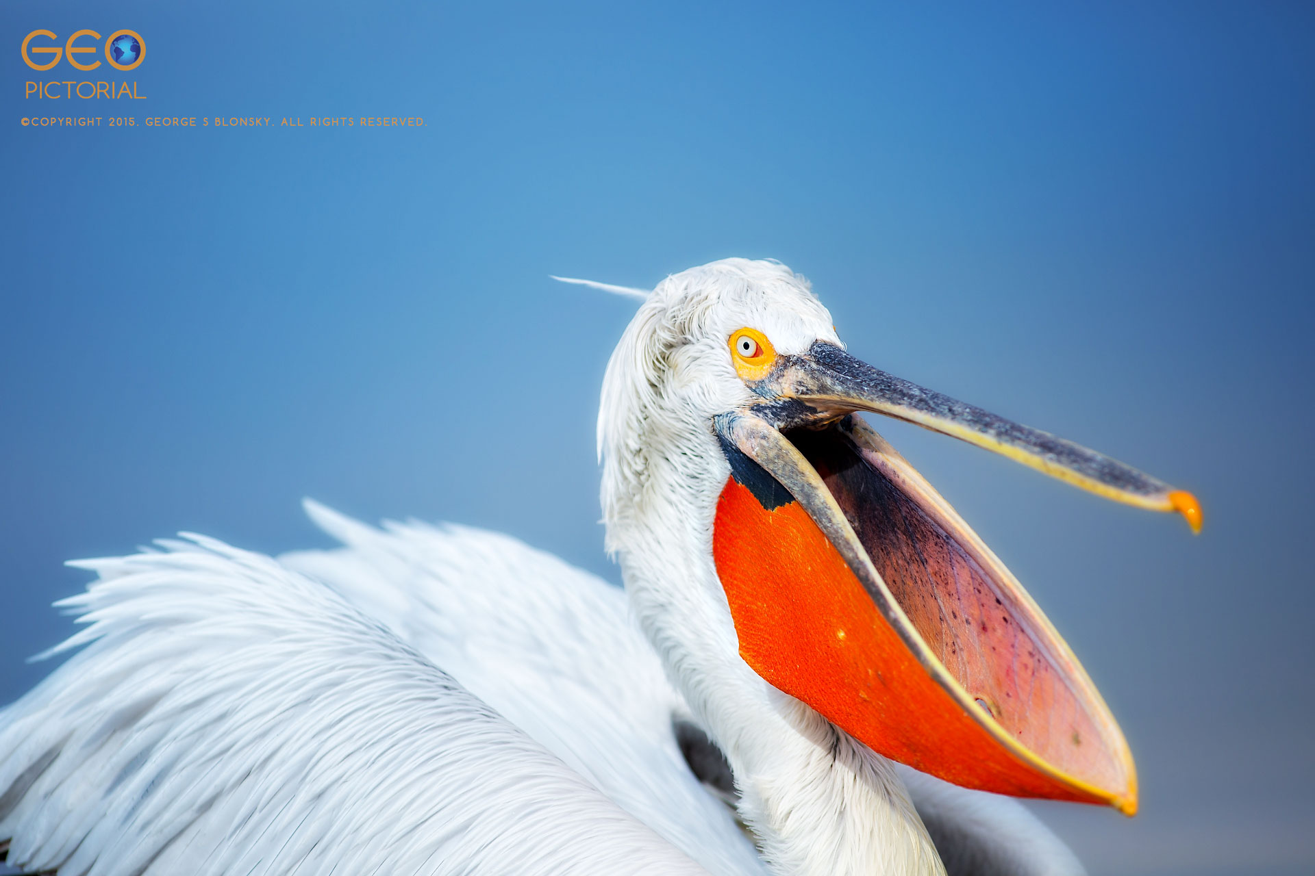 Dalmatian Pelican at Lake Kerkini.