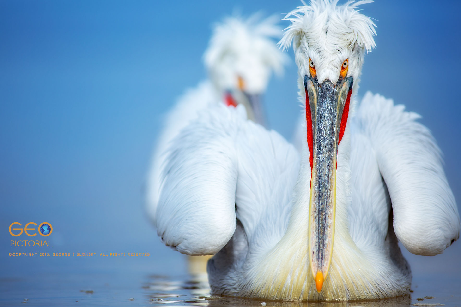 Dalmatian Pelicans at Lake Kerkini.
