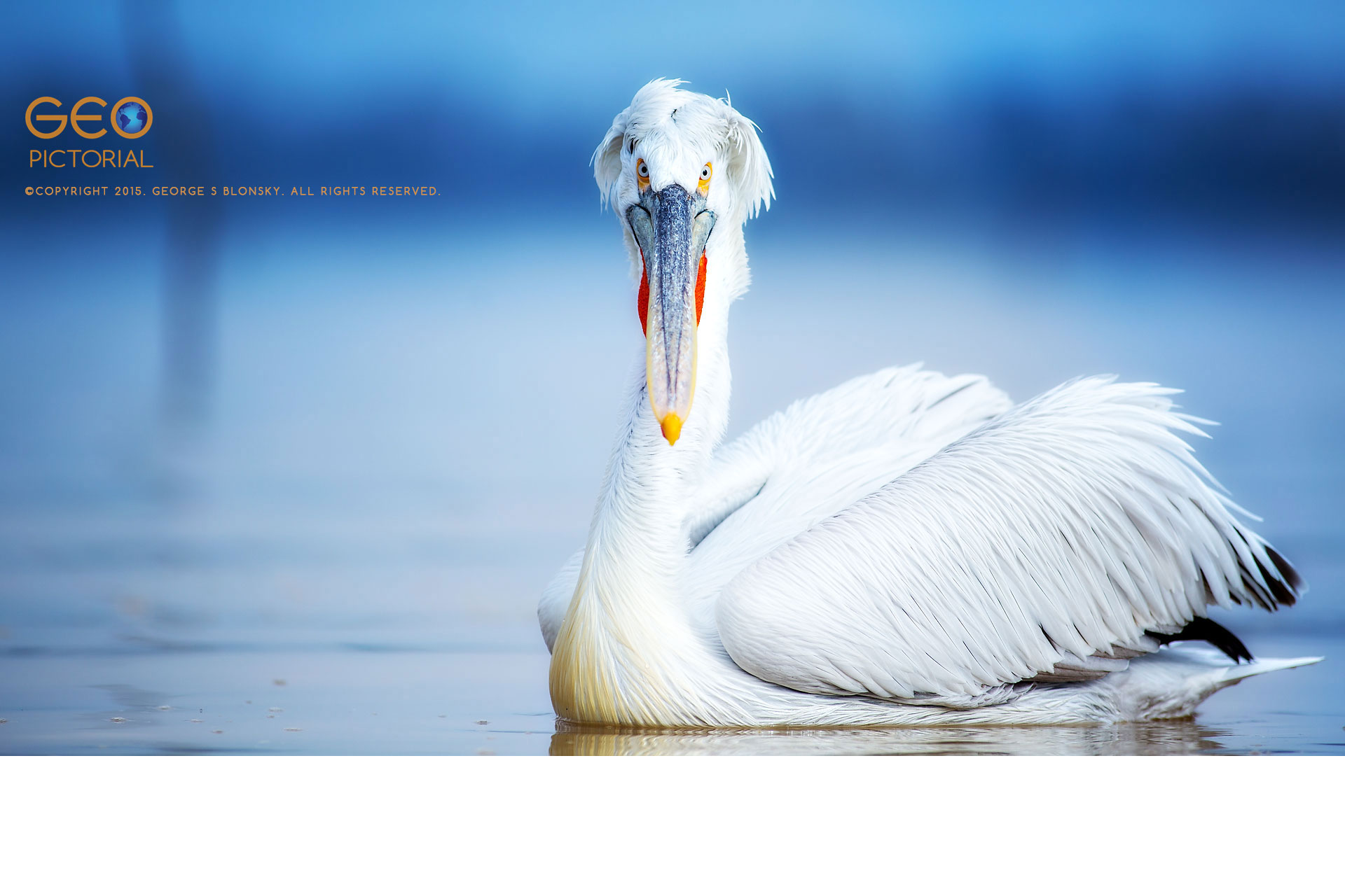 Dalmatian Pelicans at Lake Kerkini in Greece.