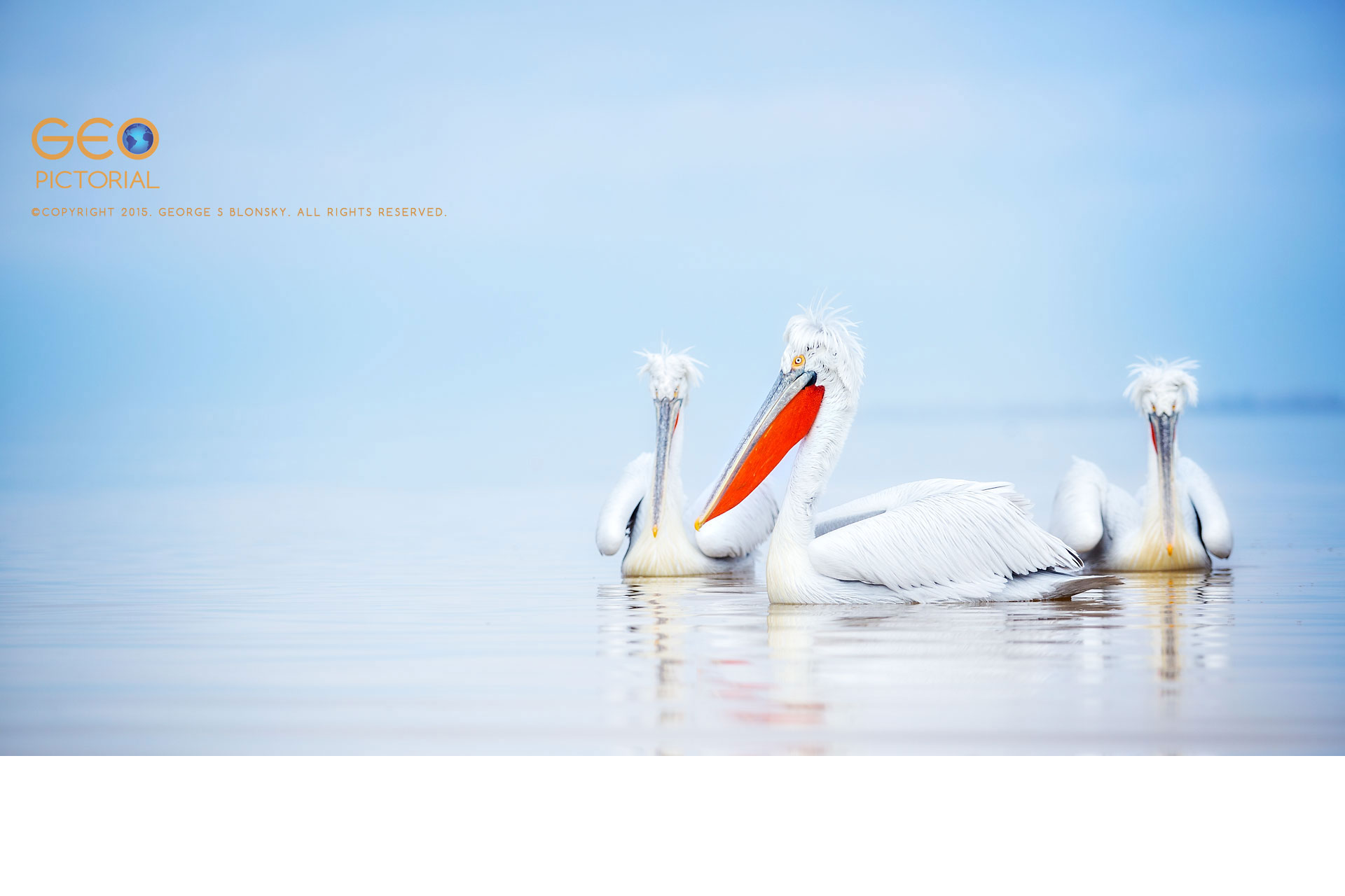 Dalmatian Pelicans at Lake Kerkini in Greece.