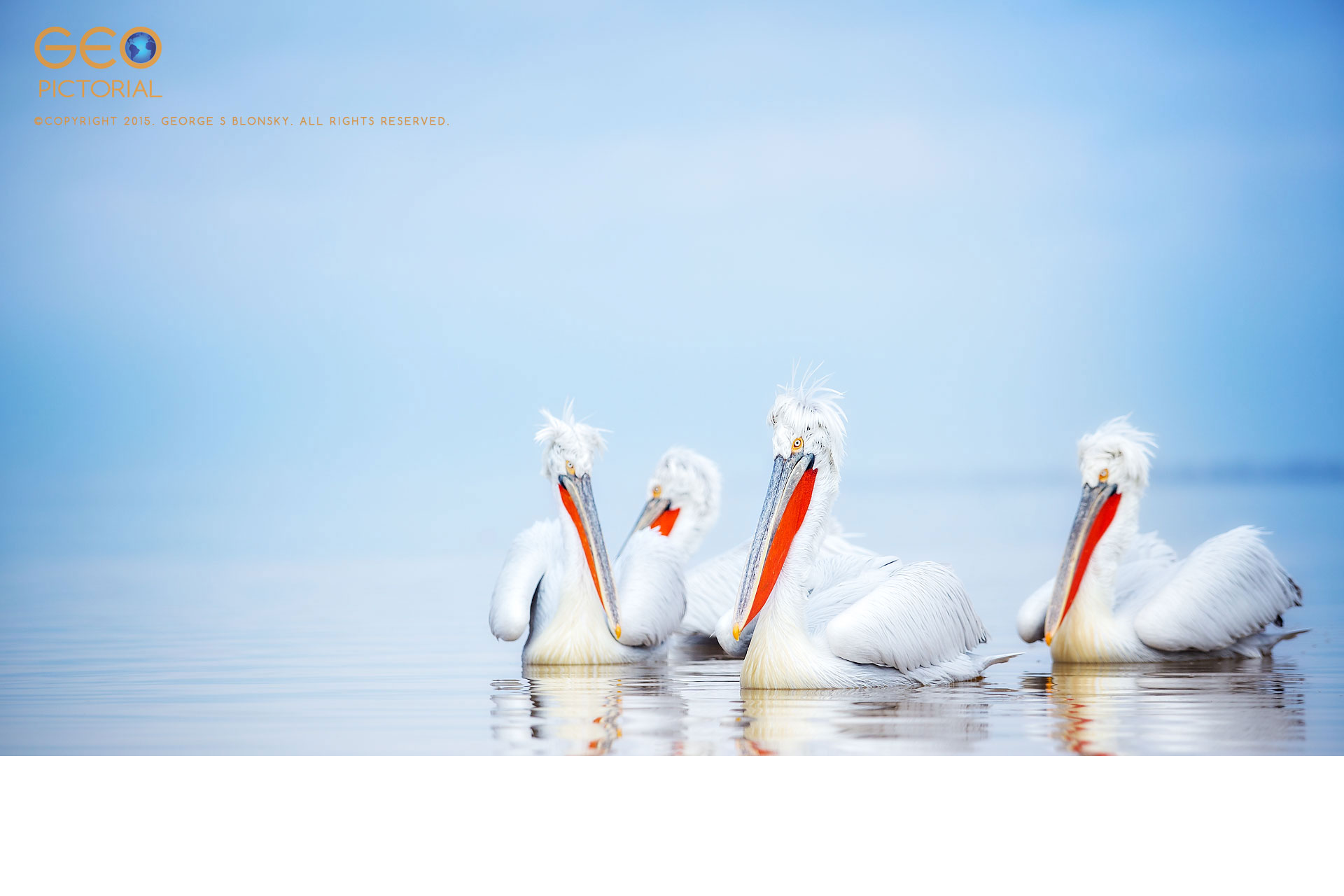 Dalmatian Pelicans at Lake Kerkini in Greece.
