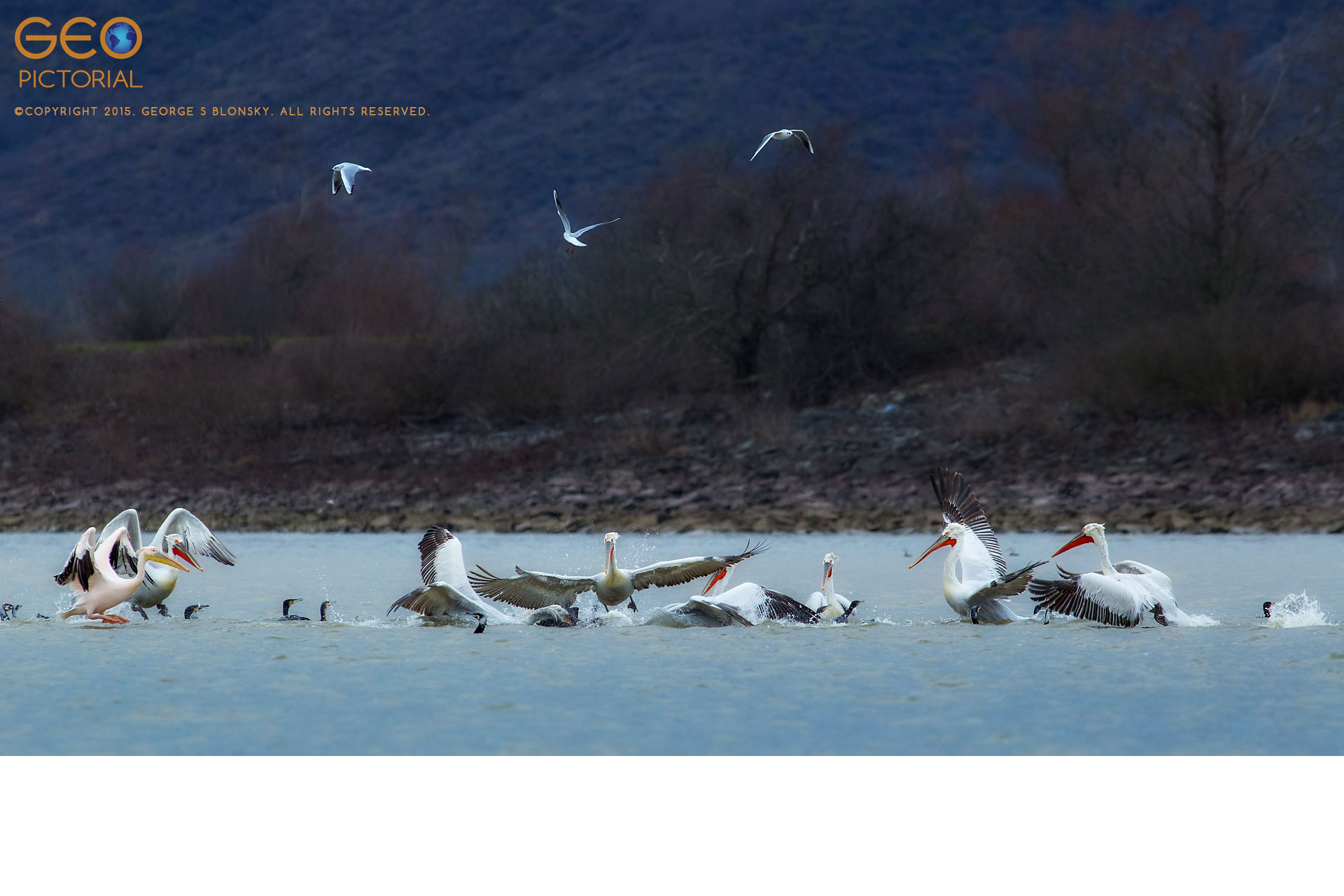 Dalmatian Pelicans, White Pelicans, Cormorants and Black-headed Gulls in a feeding frenzy
