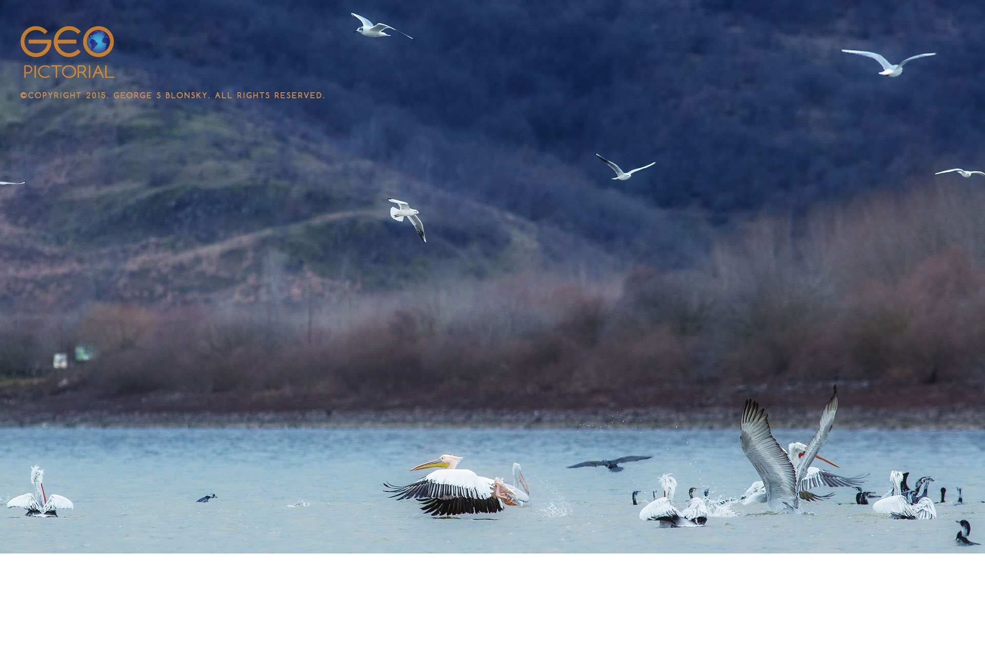 Dalmatian Pelicans, White Pelicans, Cormorants and Black-headed Gulls in a feeding frenzy