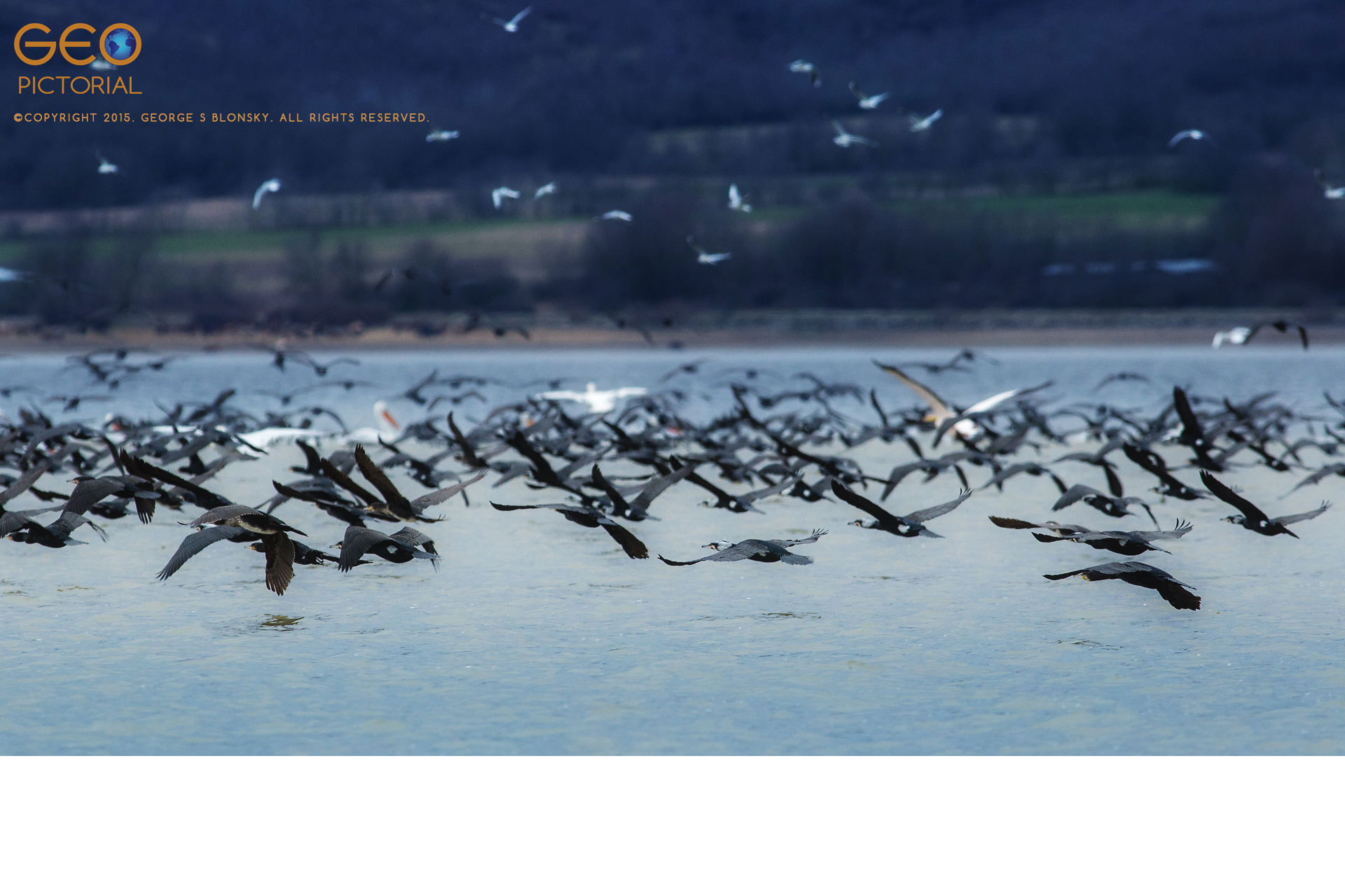 Dalmatian Pelicans, White Pelicans, Cormorants and Black-headed Gulls in a feeding frenzy