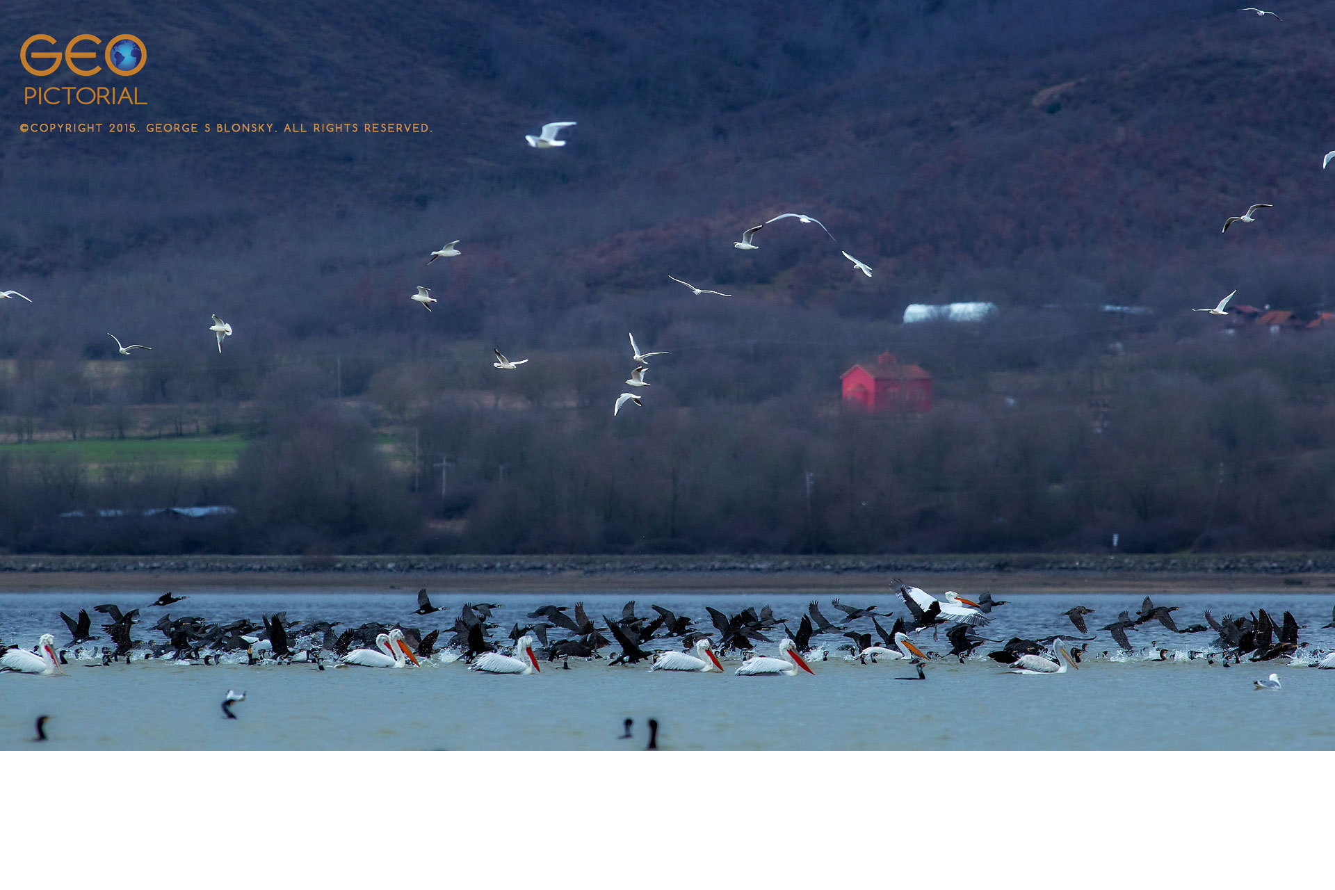 Dalmatian Pelicans, White Pelicans, Cormorants and Black-headed Gulls in a feeding frenzy.