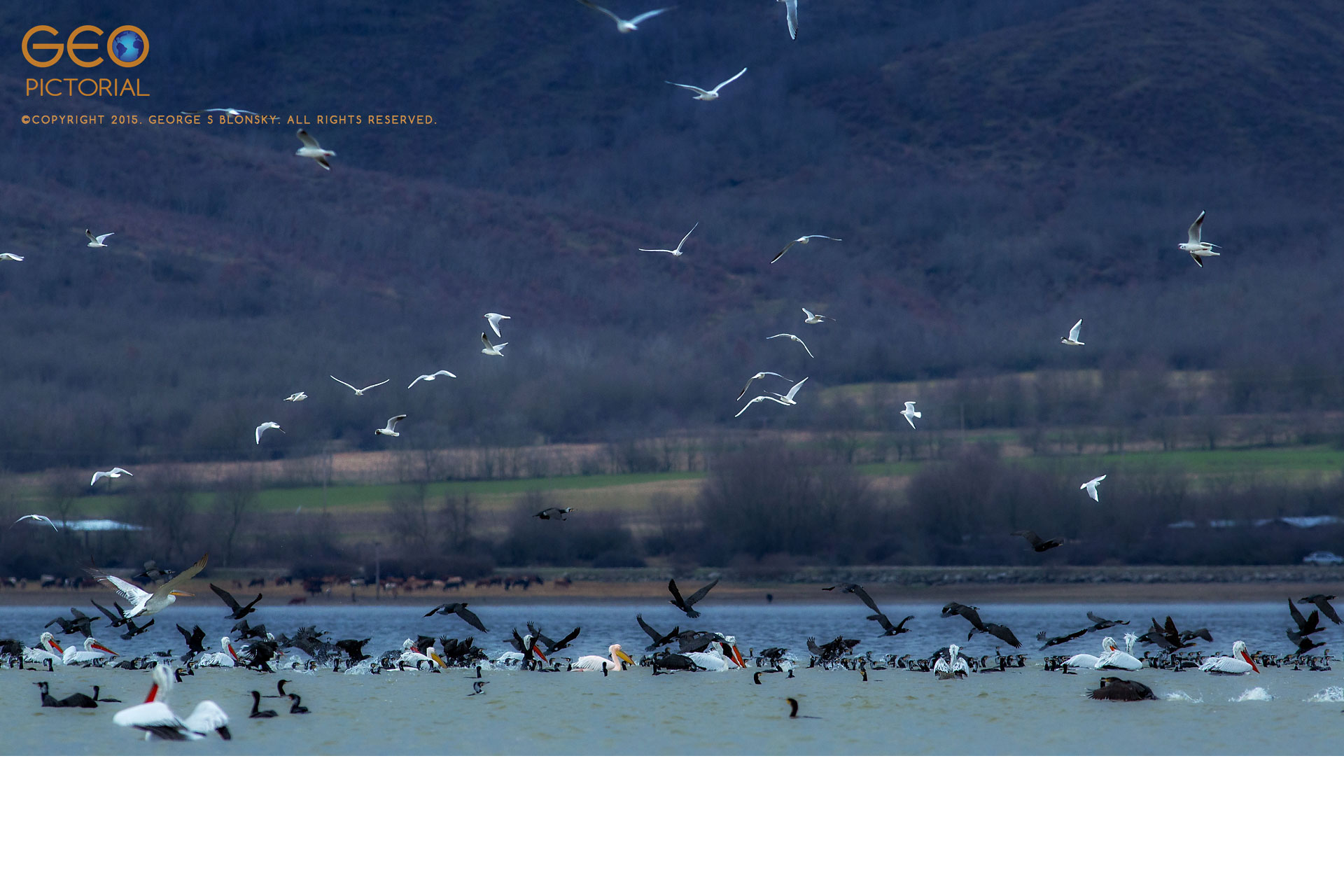 Dalmatian Pelicans, White Pelicans, Cormorants and Black-headed Gulls in a feeding frenzy.